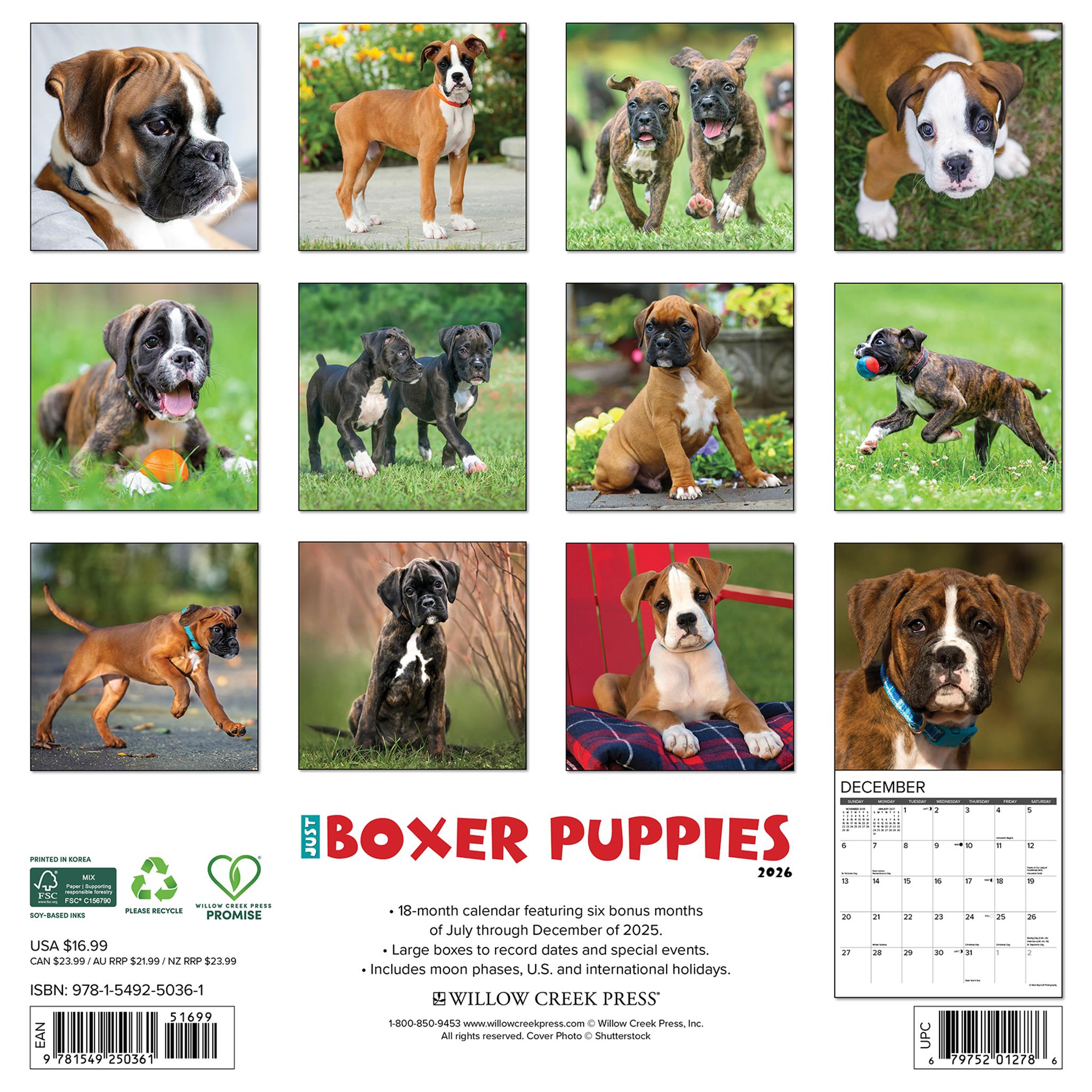 Just Boxer Puppies 2026 Wall Calendar