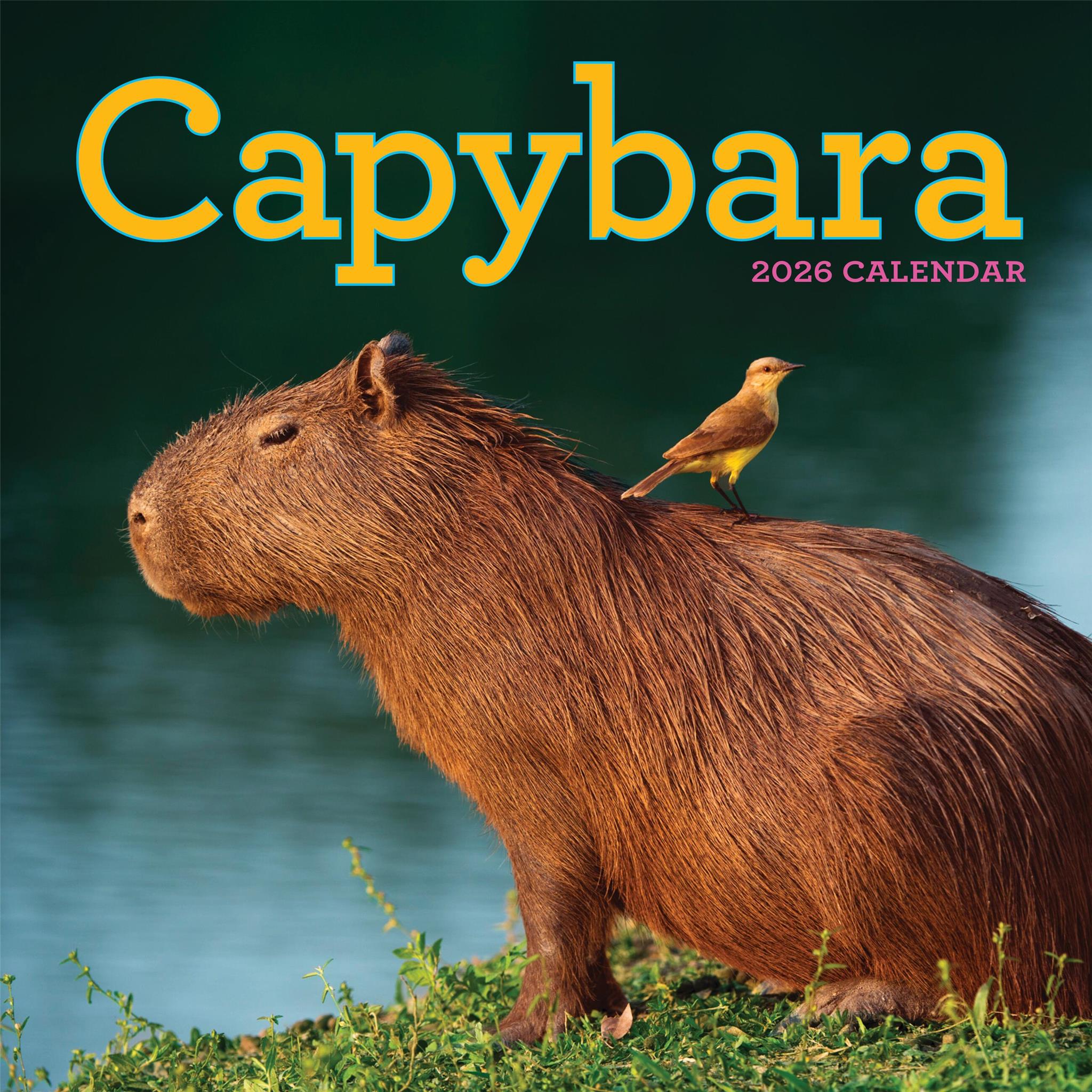 Capybara 2026 Wall Calendar - Calendar Club Canada