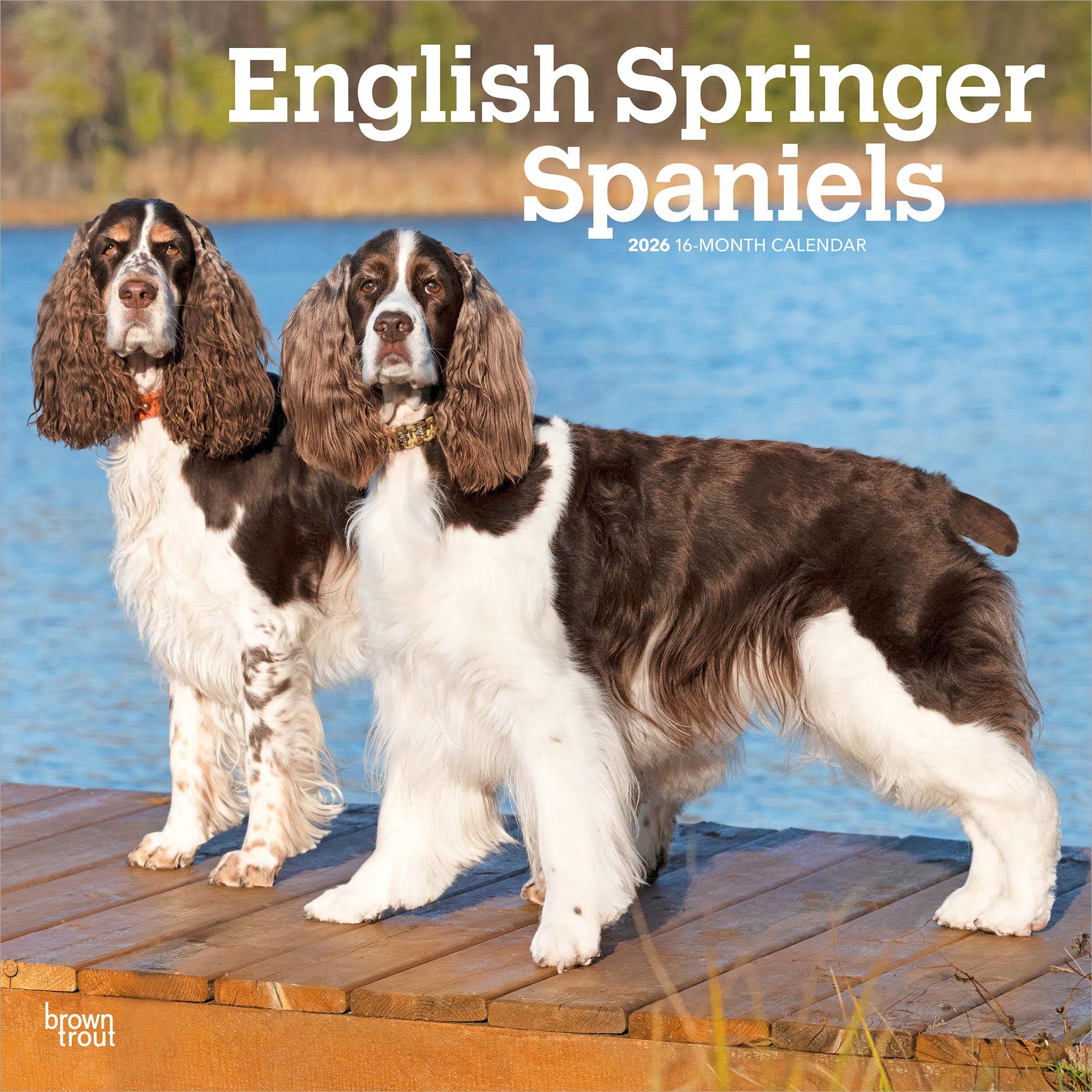 Springer Spaniels English 2026 Wall Calendar