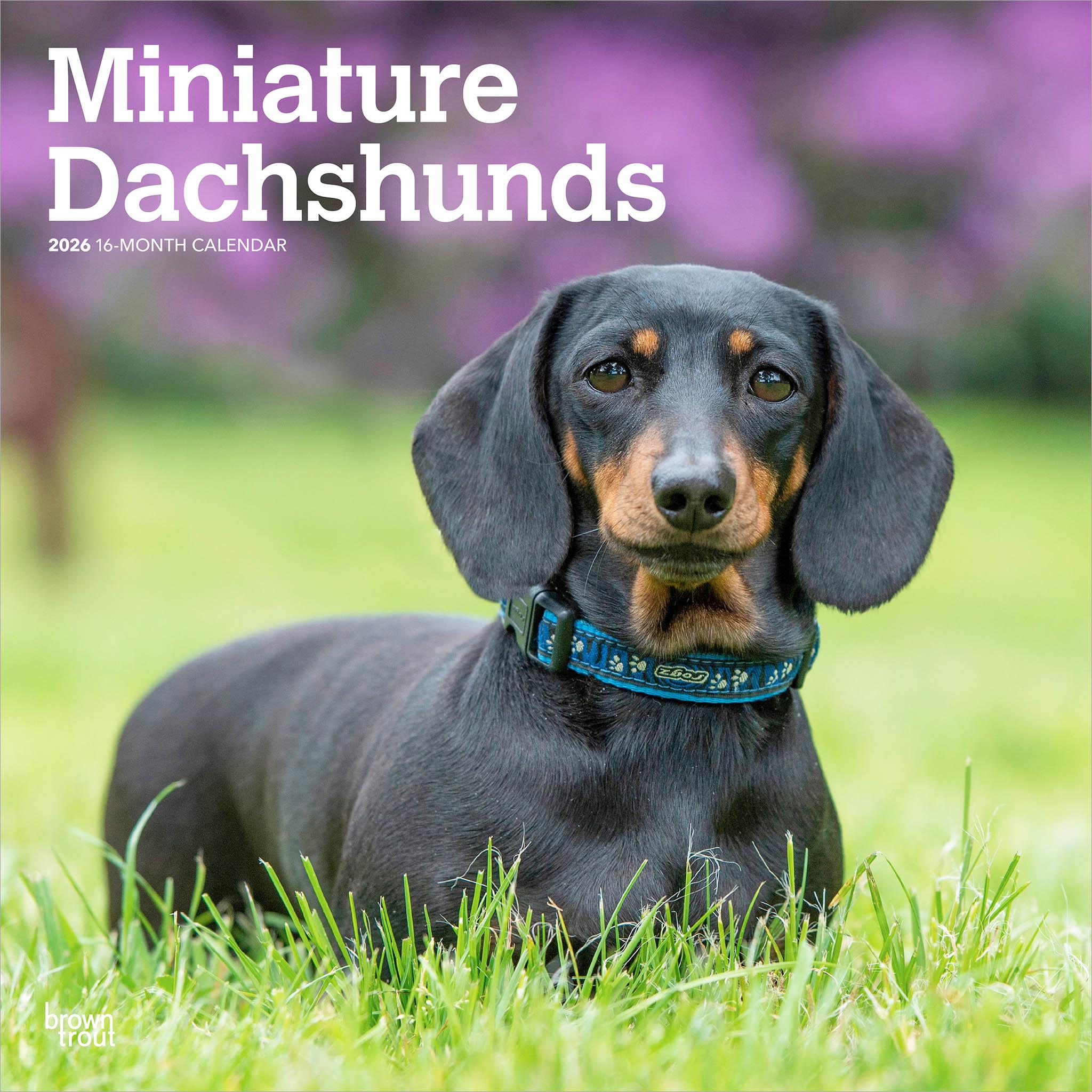 Miniature Dachshunds 2026 Wall Calendar - Calendar Club Canada