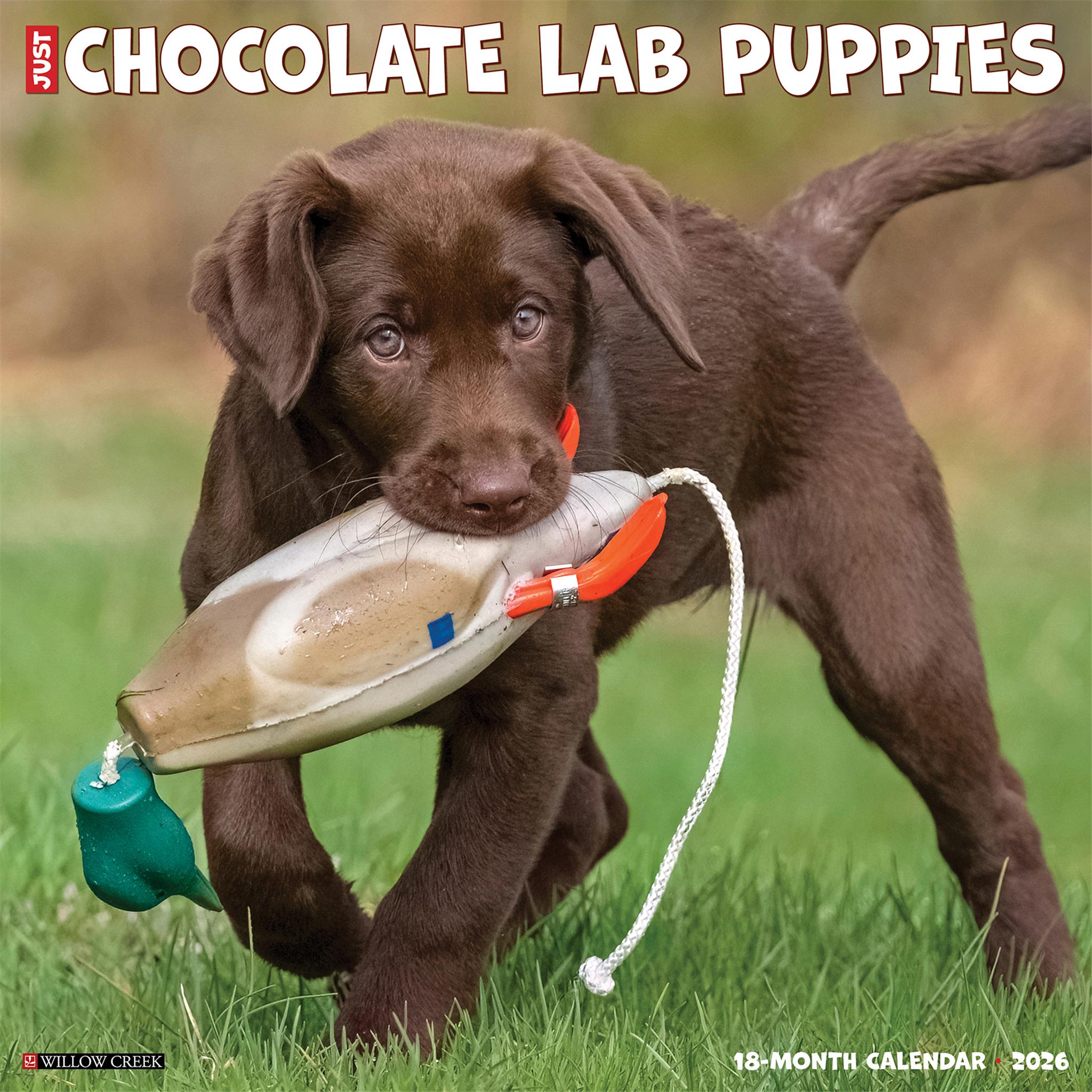 Just Chocolate Lab Puppies 2026 Wall Calendar - Online Only