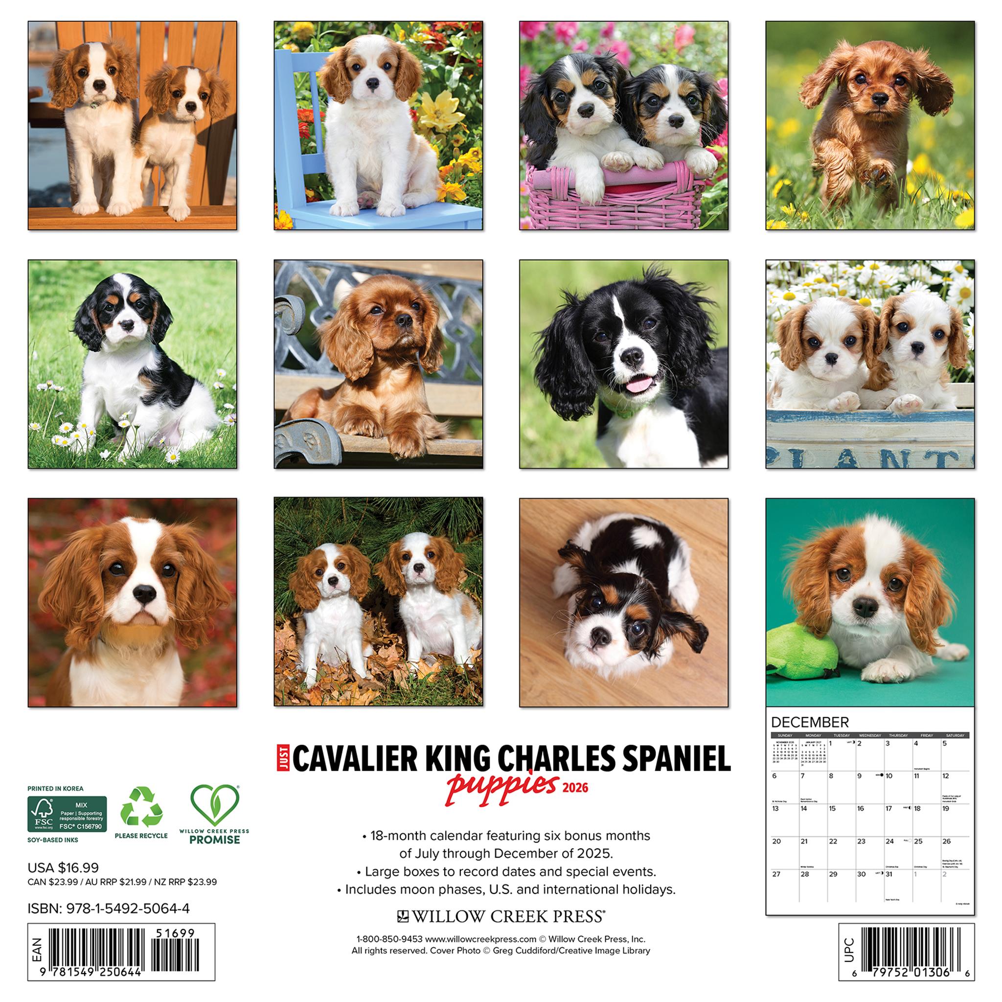 Just Cavalier King Charles Spaniel Puppies 2026 Wall Calendar - Online Only