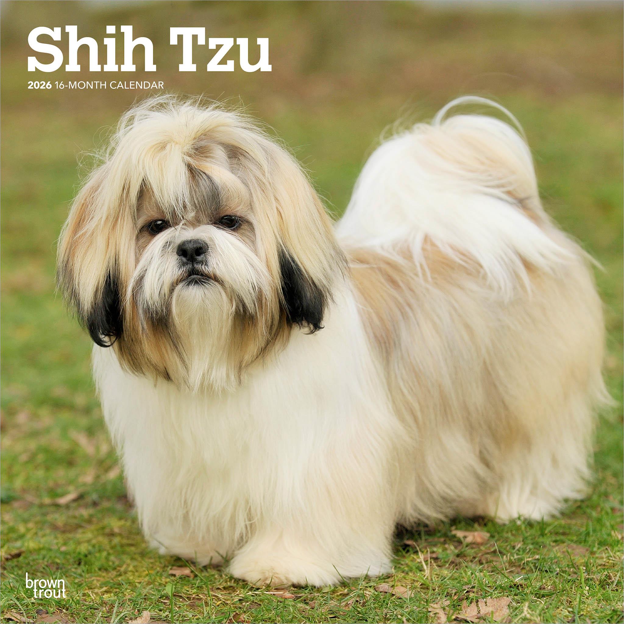 Shih Tzu 2026 Wall Calendar