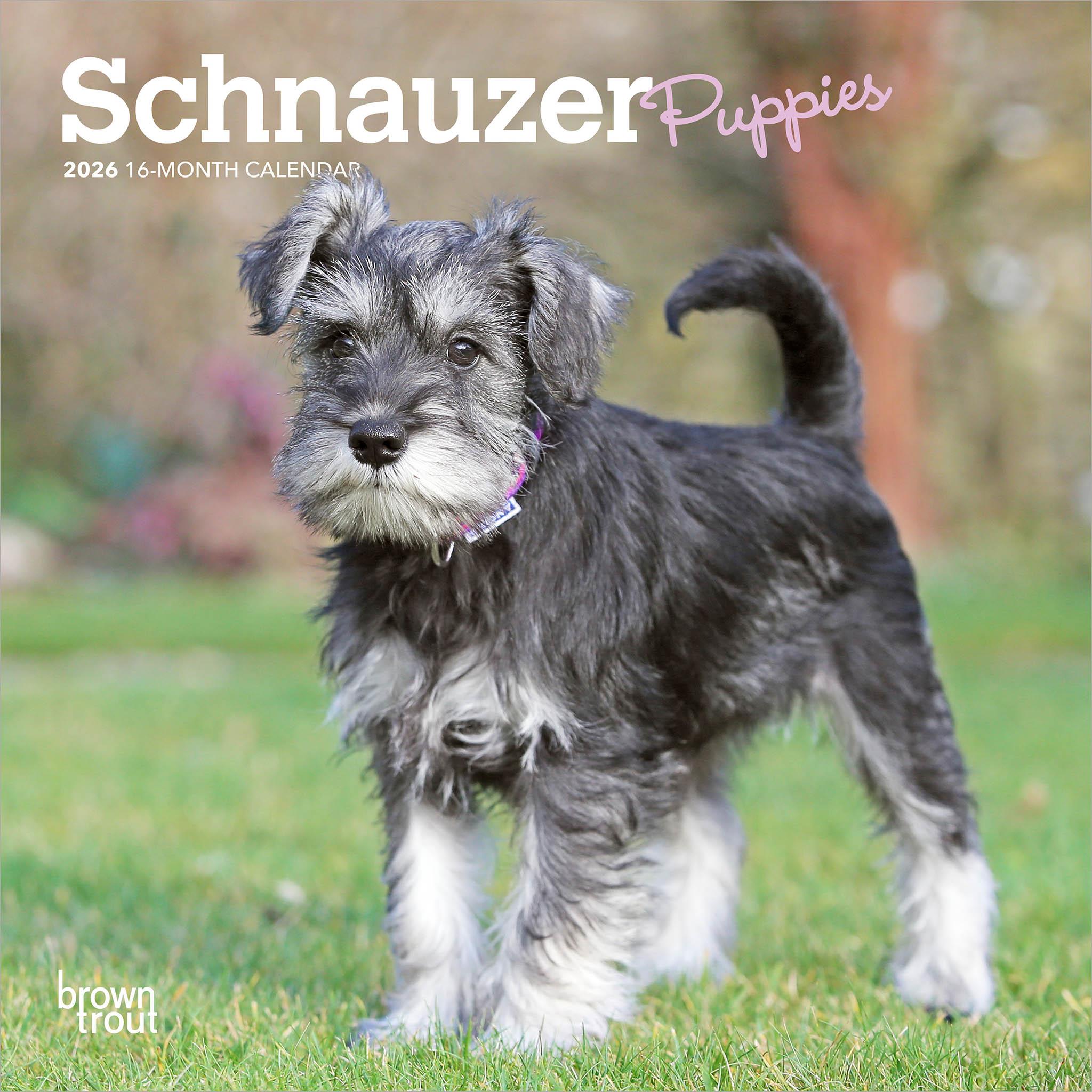 Schnauzer Puppies 2026 Mini Calendar
