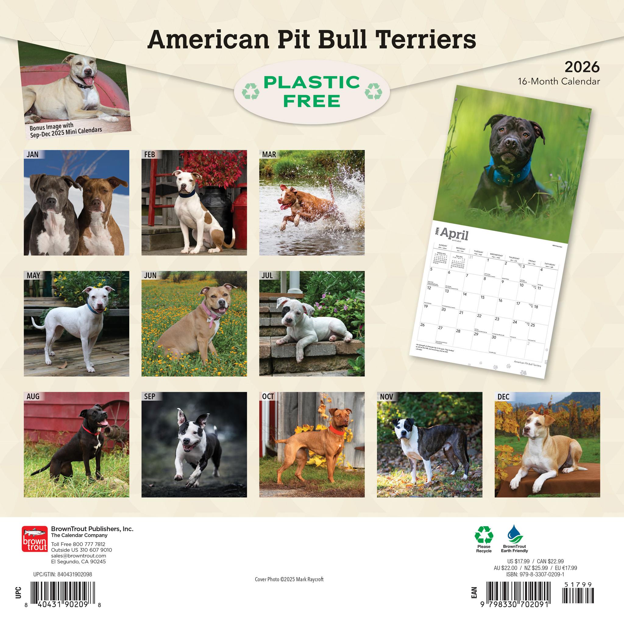 American Pit Bull Terriers 2026 Wall Calendar