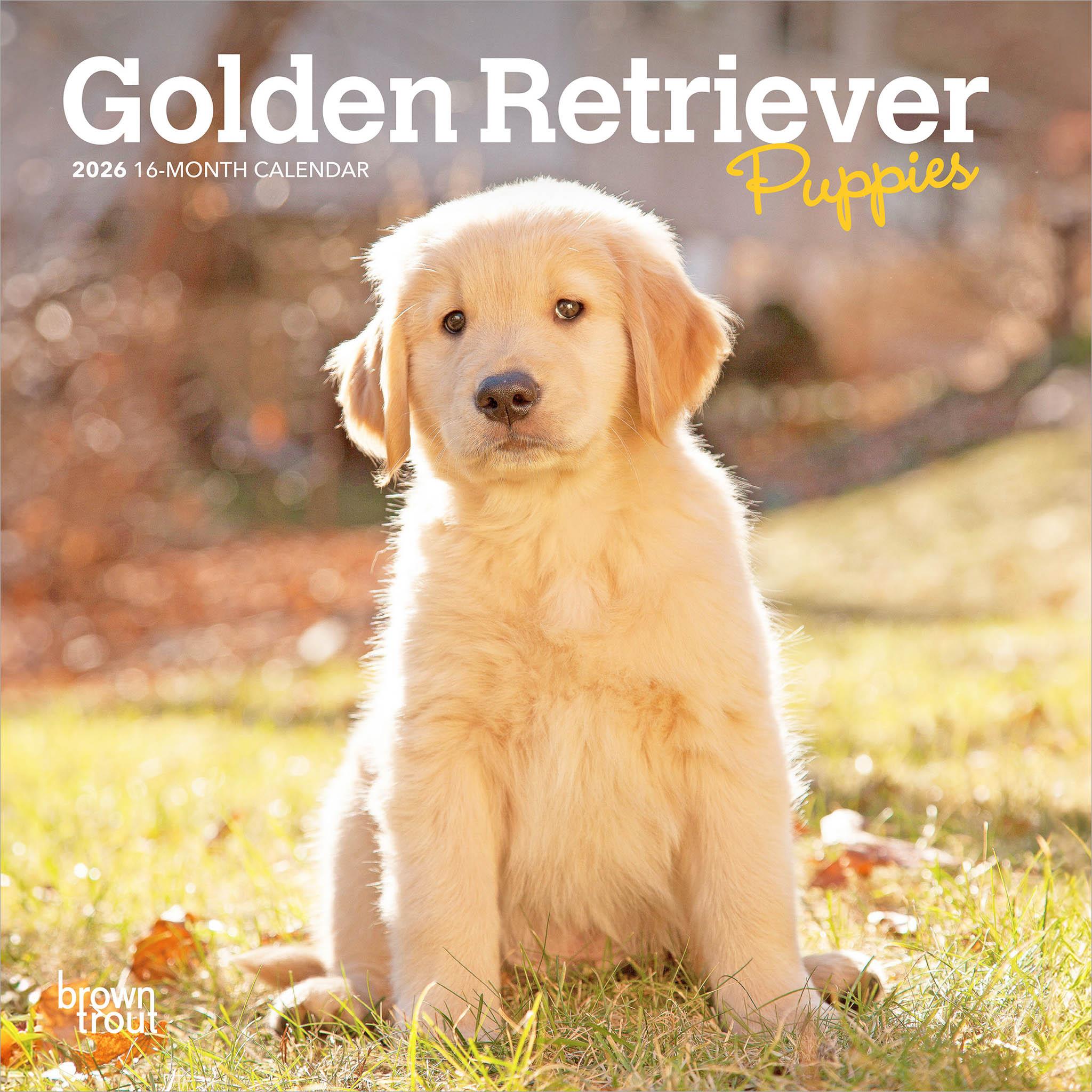 Golden Retriever Puppies 2026 Mini Calendar