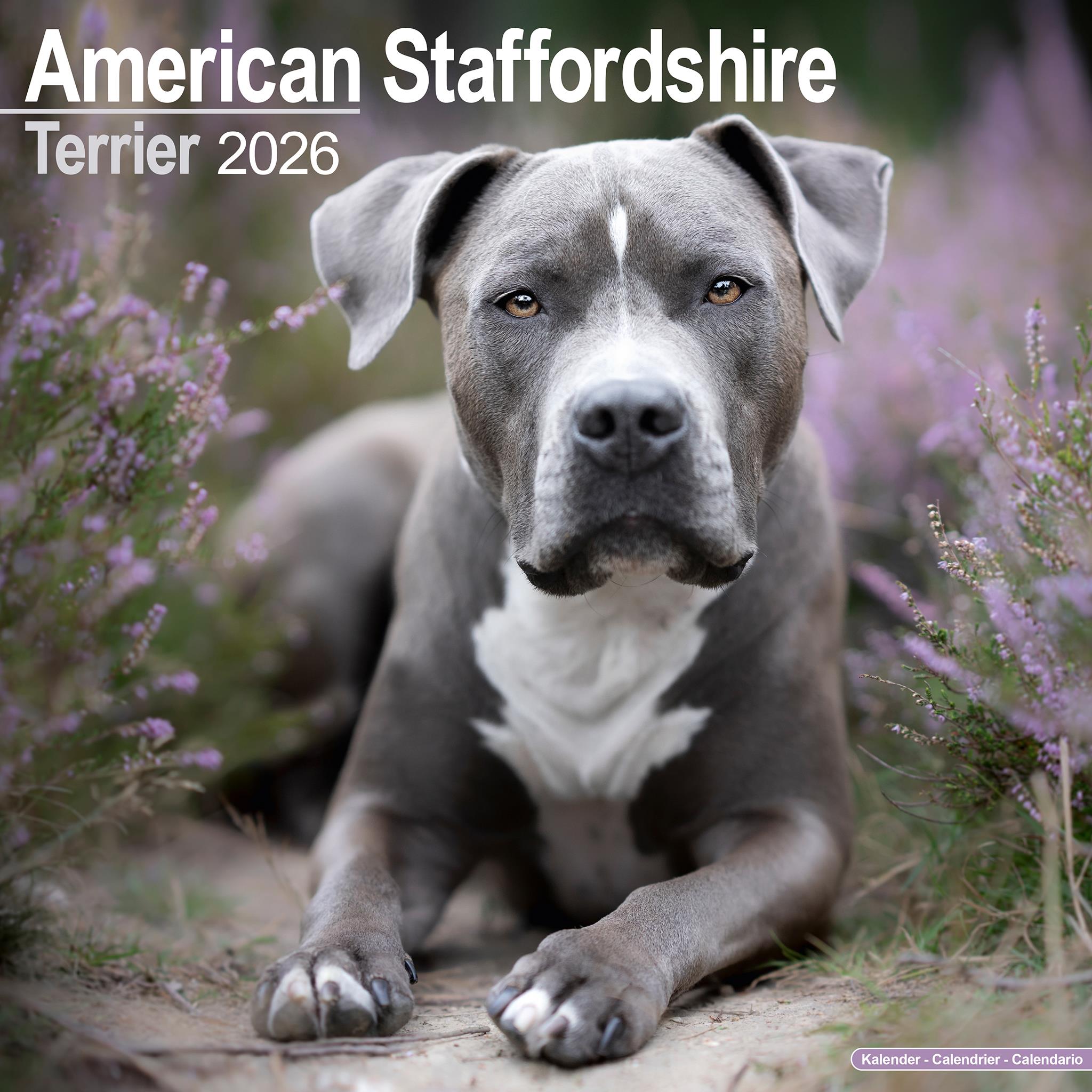 American Staffordshire Terrier 2026 Wall Calendar Online Only