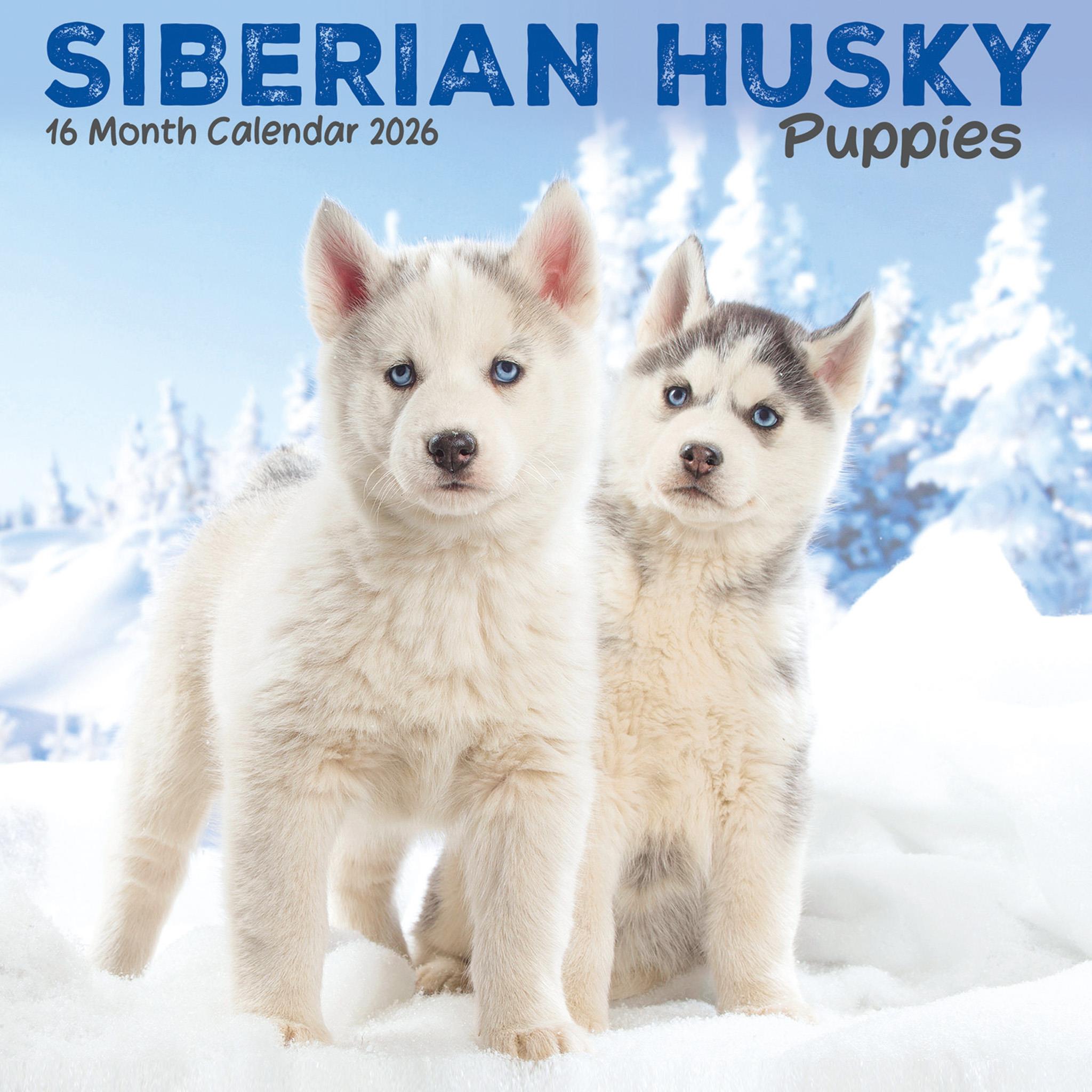 Siberian Husky Puppies 2026 Mini Calendar