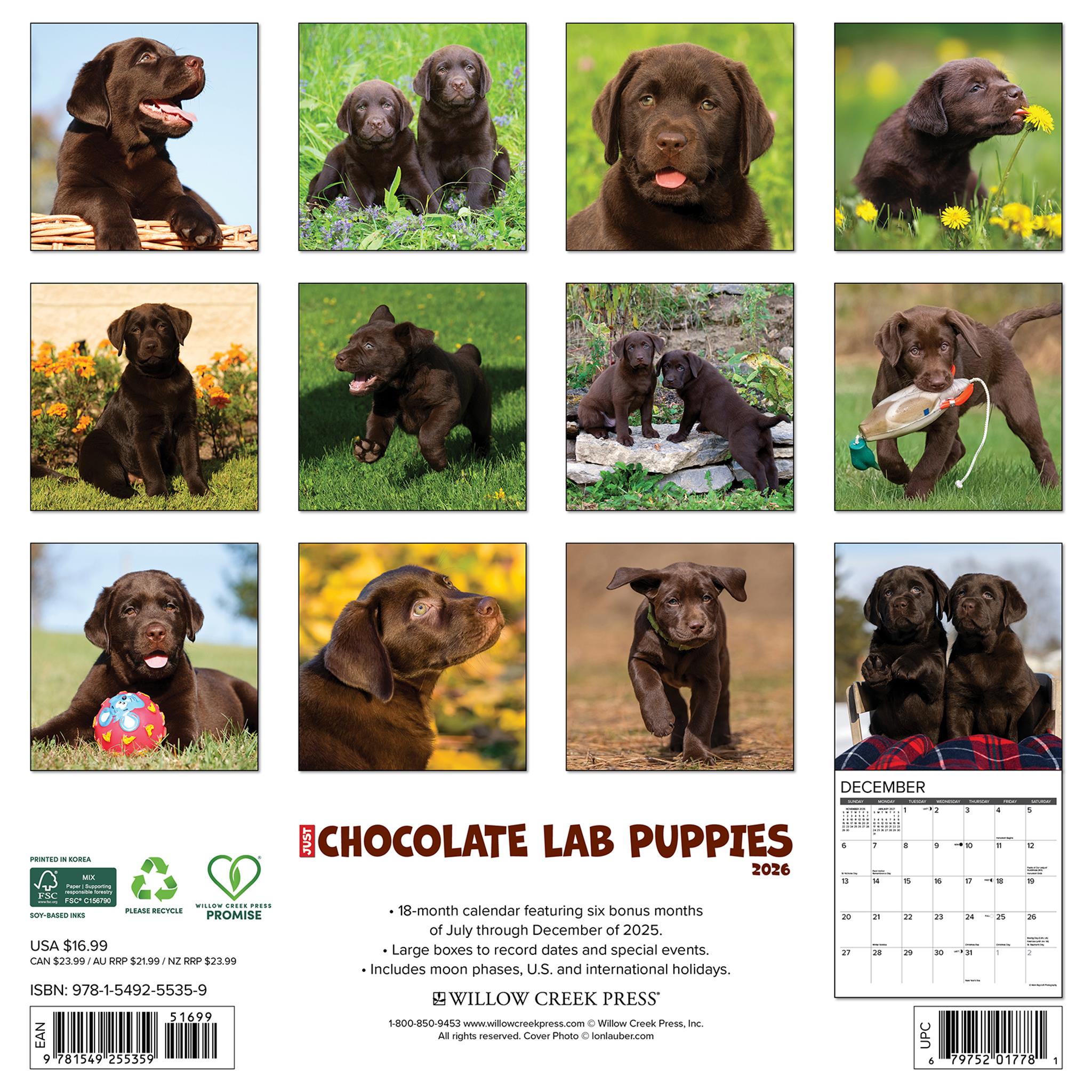 Just Chocolate Lab Puppies 2026 Wall Calendar - Online Only