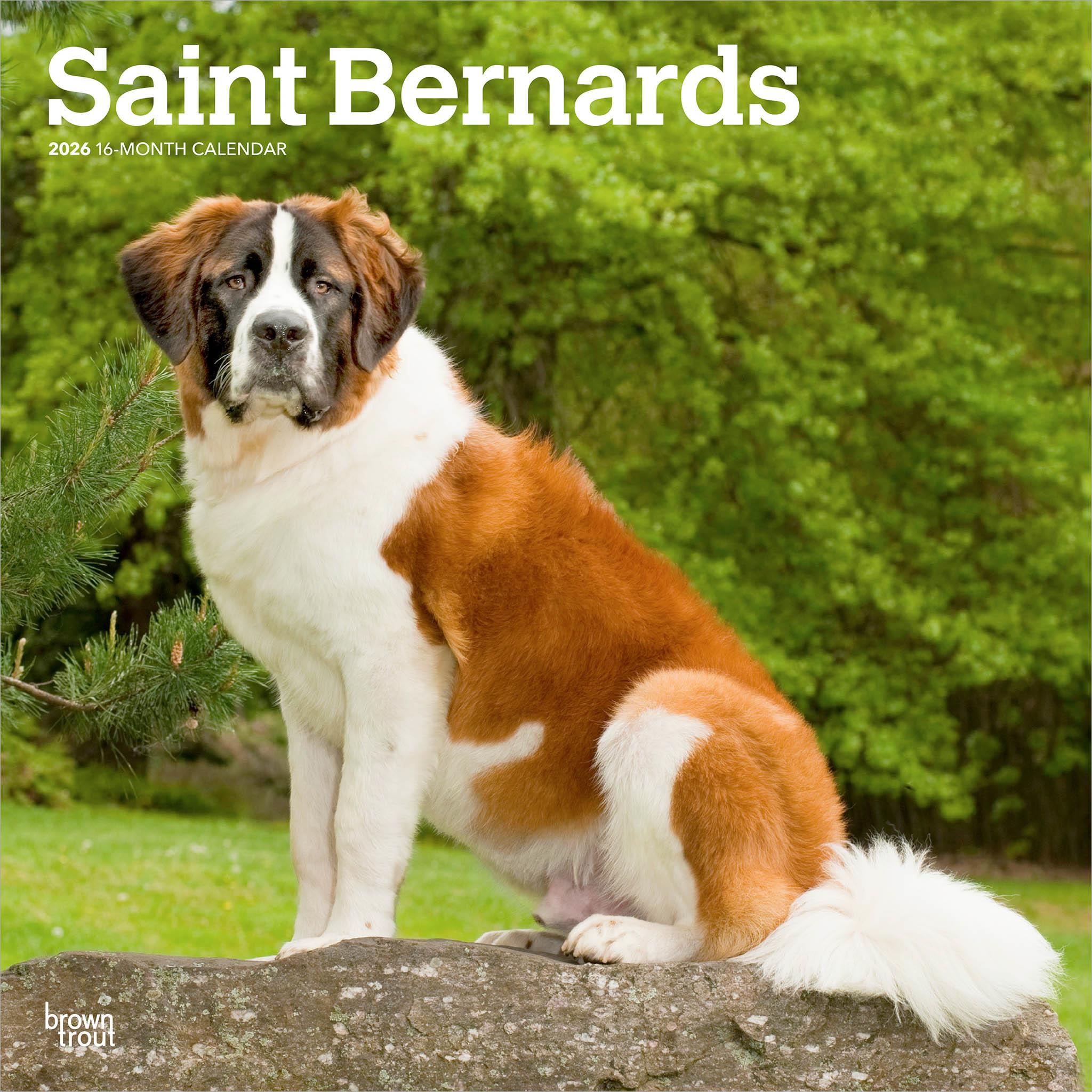 Saint Bernards 2026 Wall Calendar