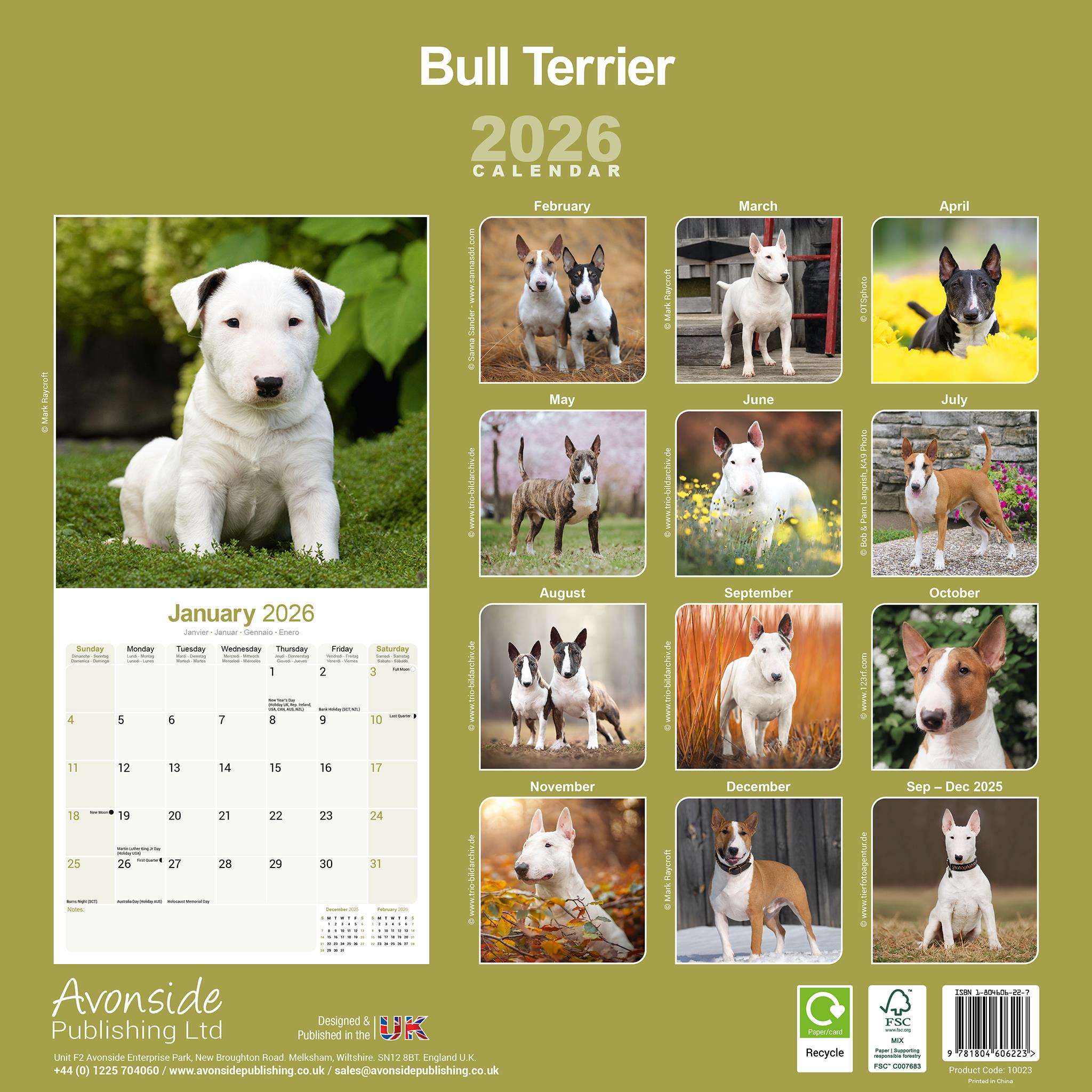 Bull Terriers 2026 Wall Calendar