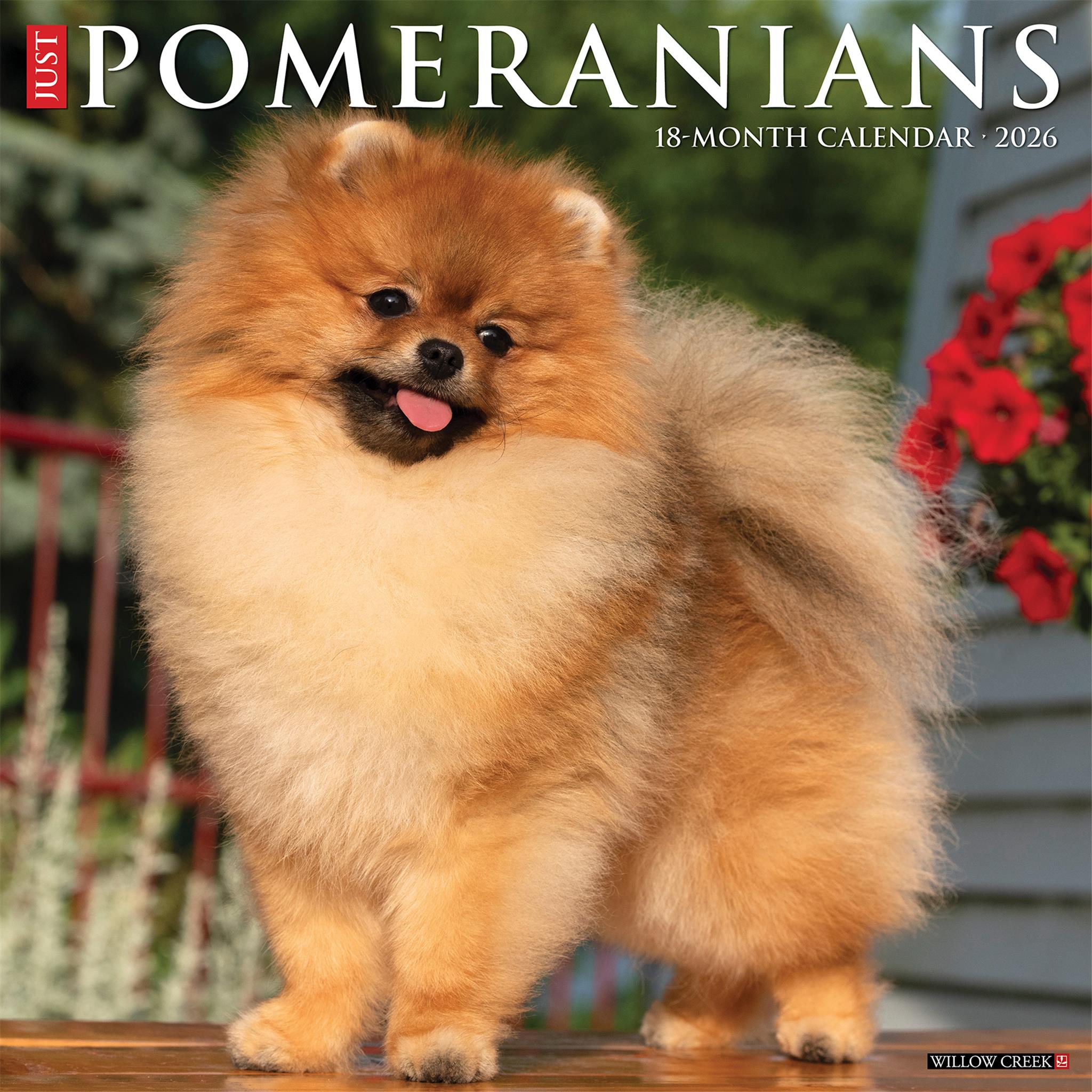 Pomeranians 2026 Just Wall Calendar