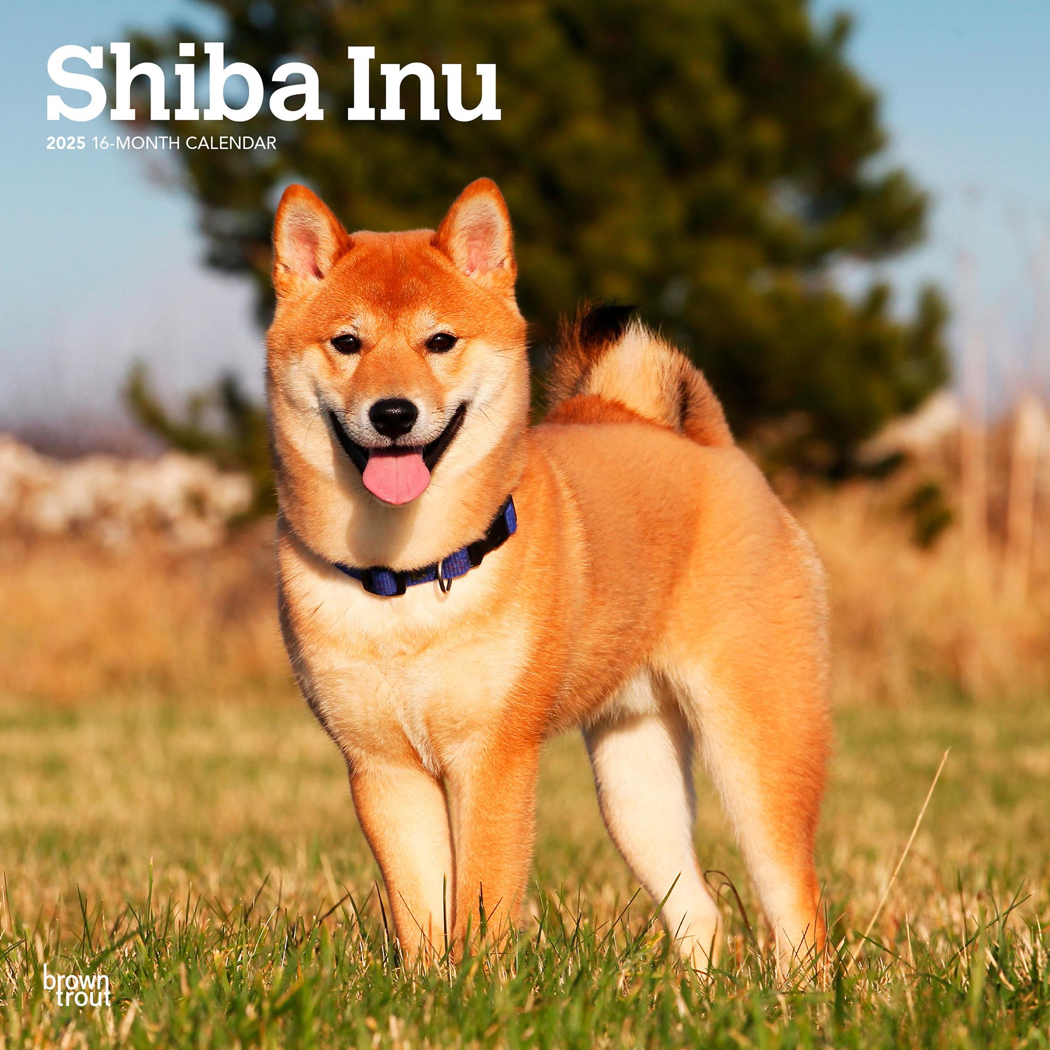 shiba Shiba Inu Wall 2025 Calendar