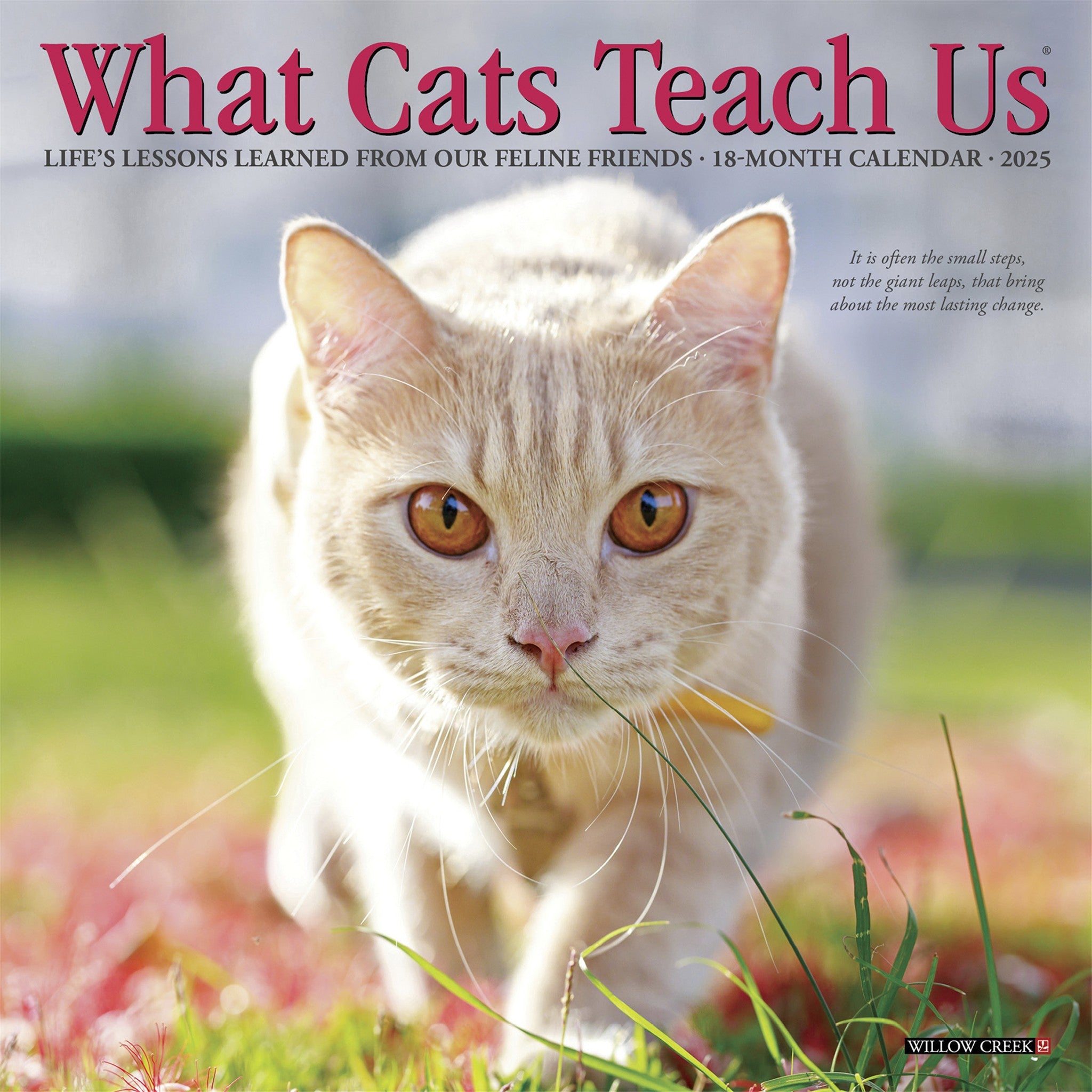 What Cats Teach Us 2027 Mini Calendar