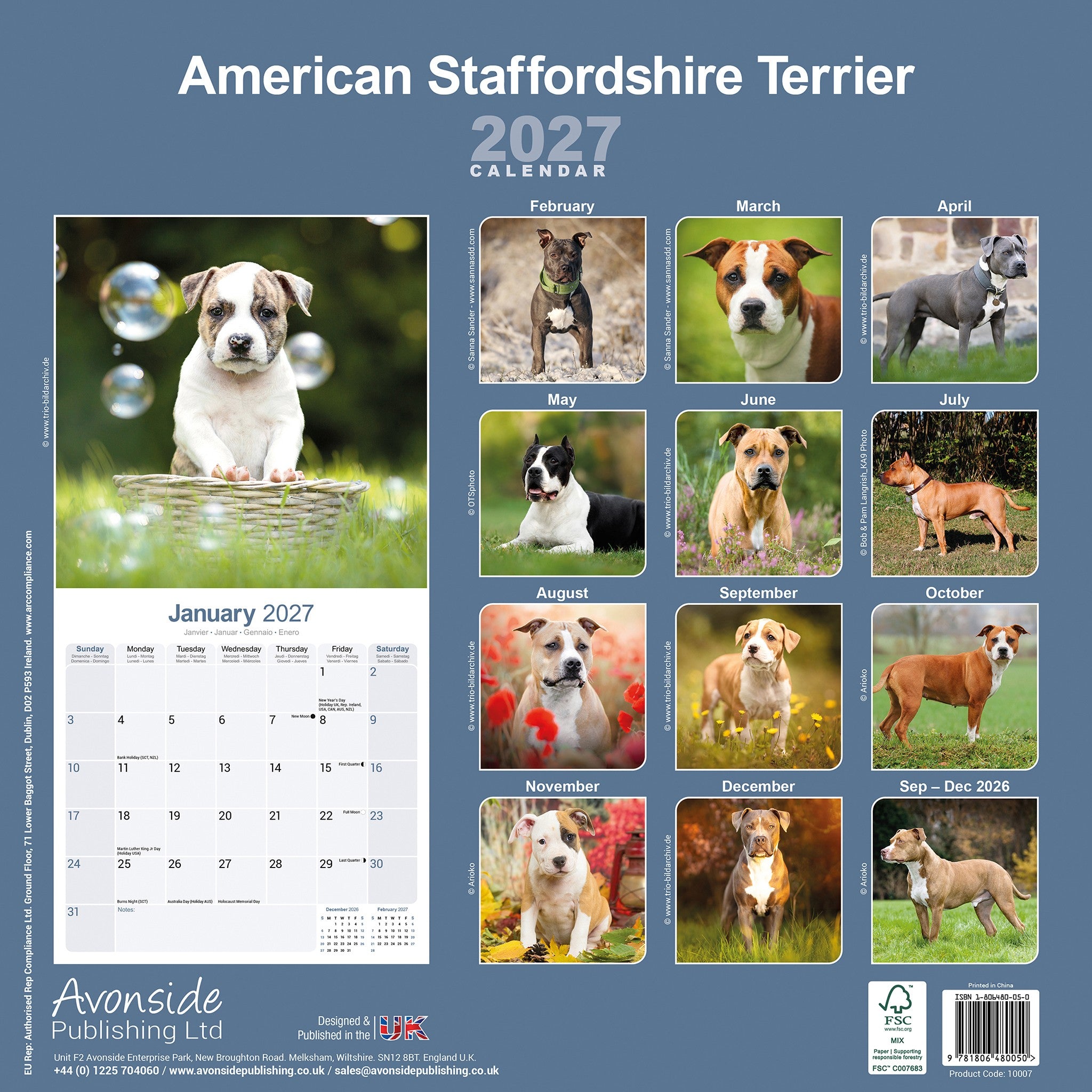 American Staffordshire Terrier 2027 Wall Calendar - Online Only