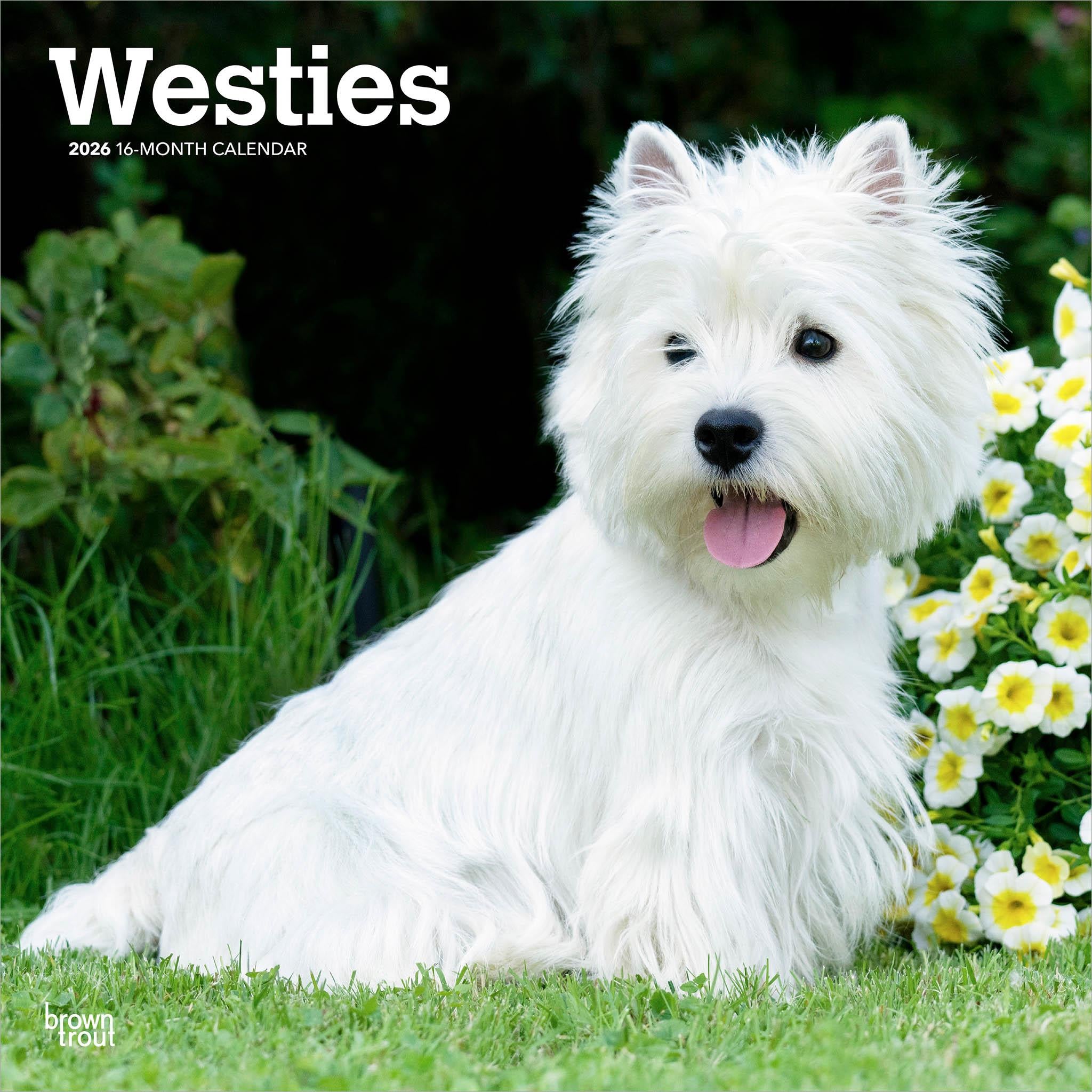 West Highland White Terriers 2026 Wall Calendar