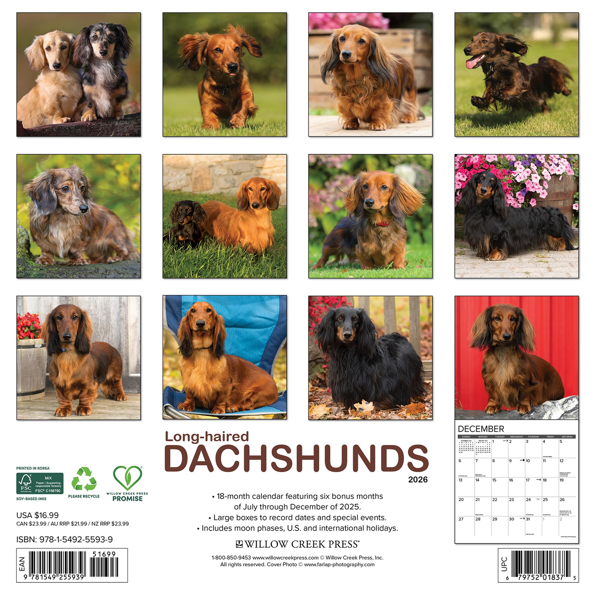 Dachshunds Longhaired 2026 Wall Calendar - Online Only