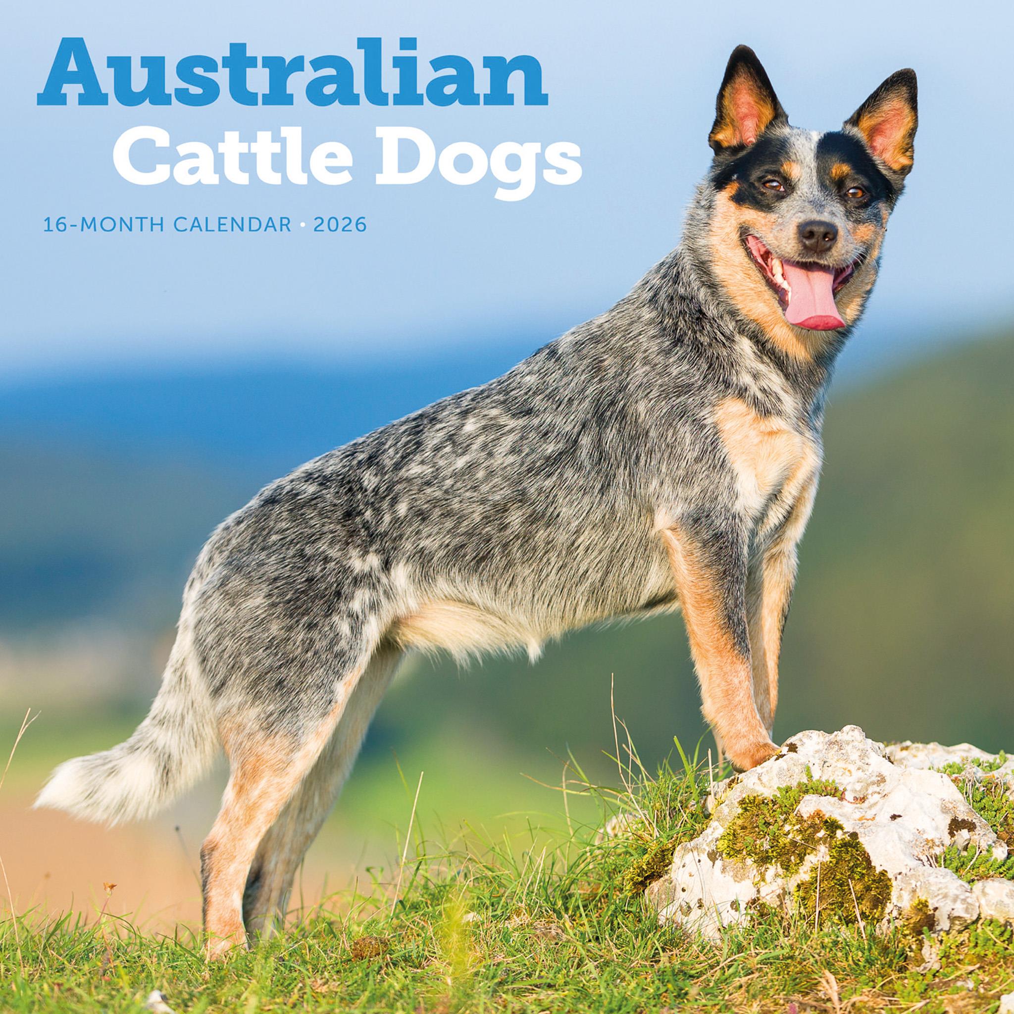 Australian Cattle Dogs 2026 Wall Calendar