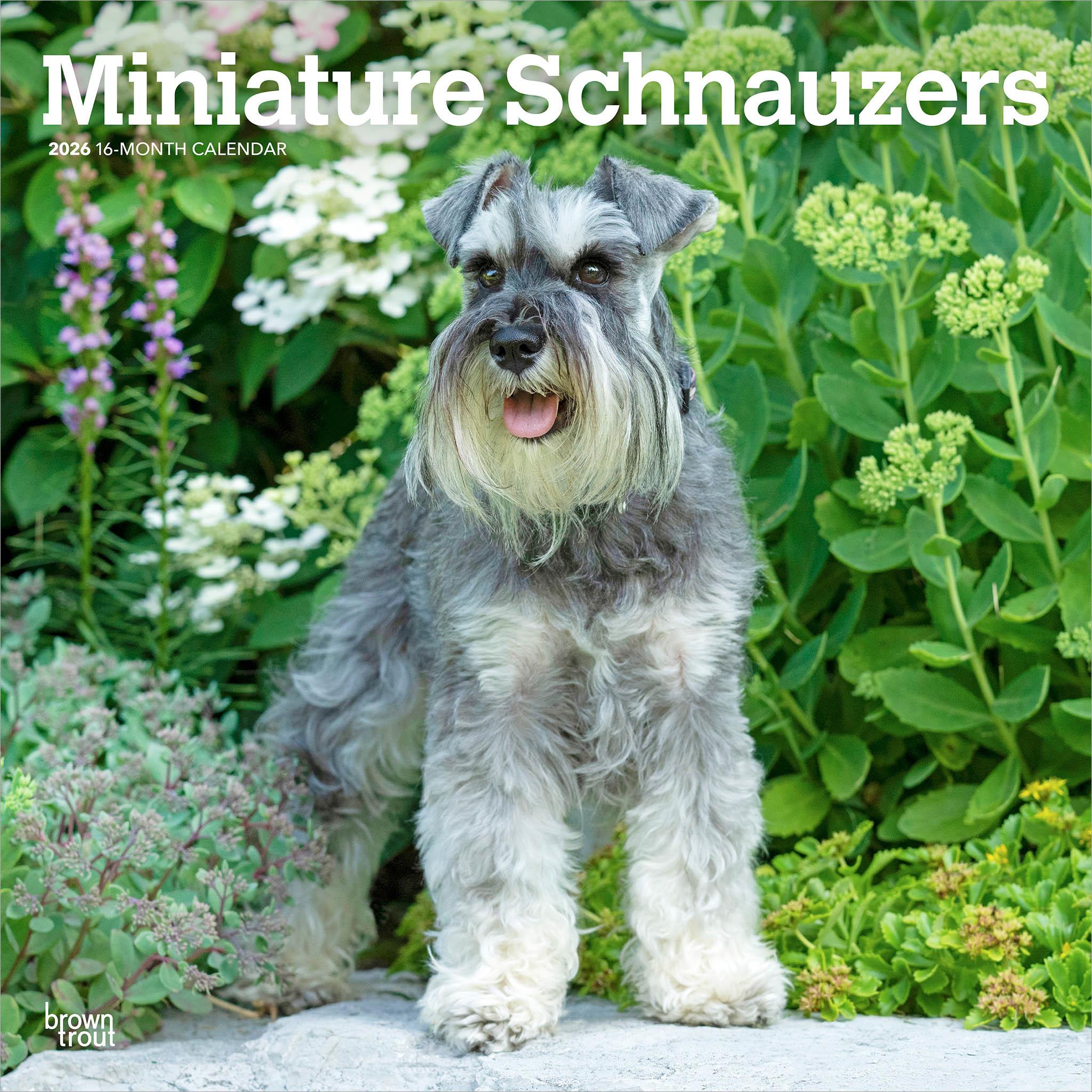 Miniature Schnauzers 2026 Wall Calendar