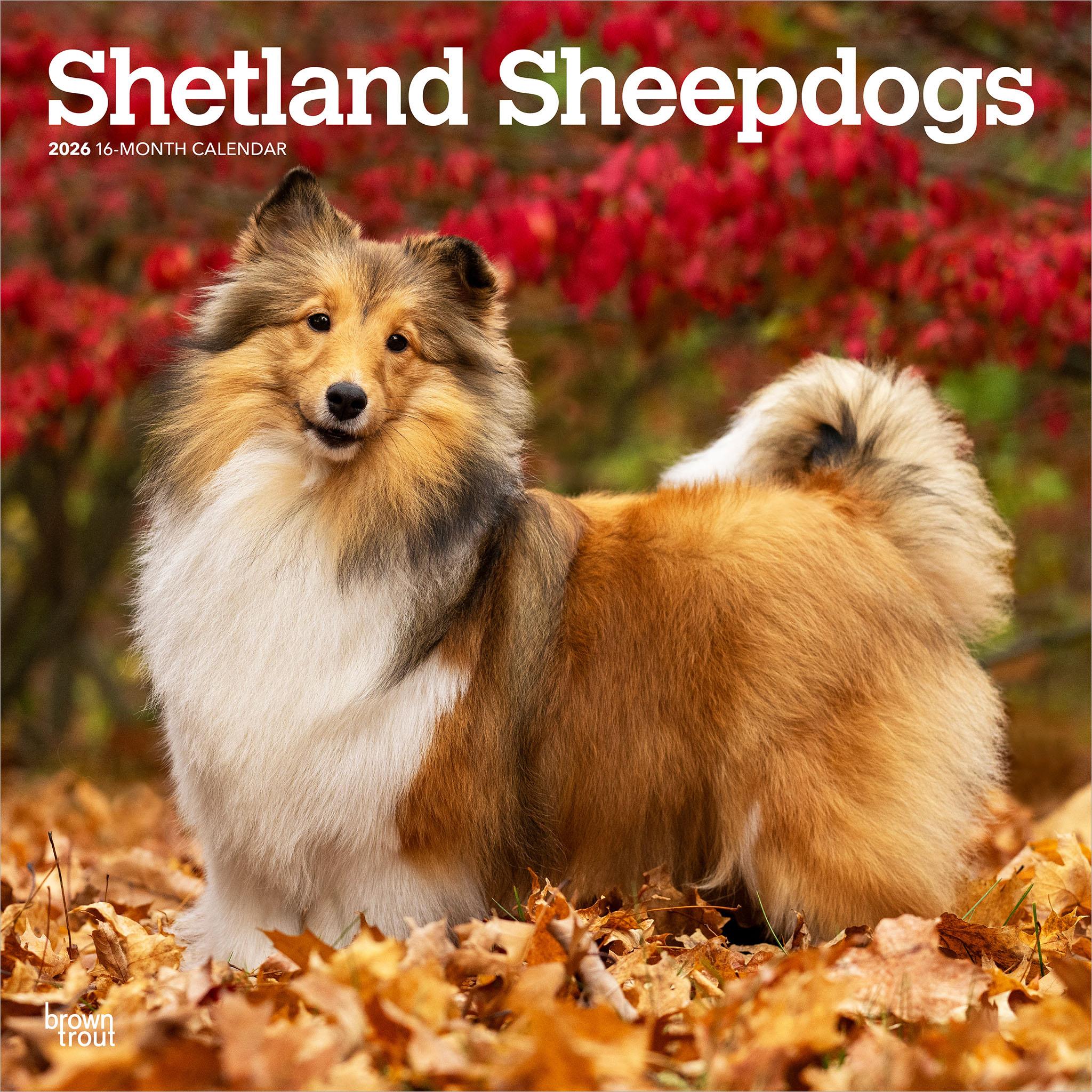 Shetland Sheepdogs 2026 Wall Calendar - Online Only