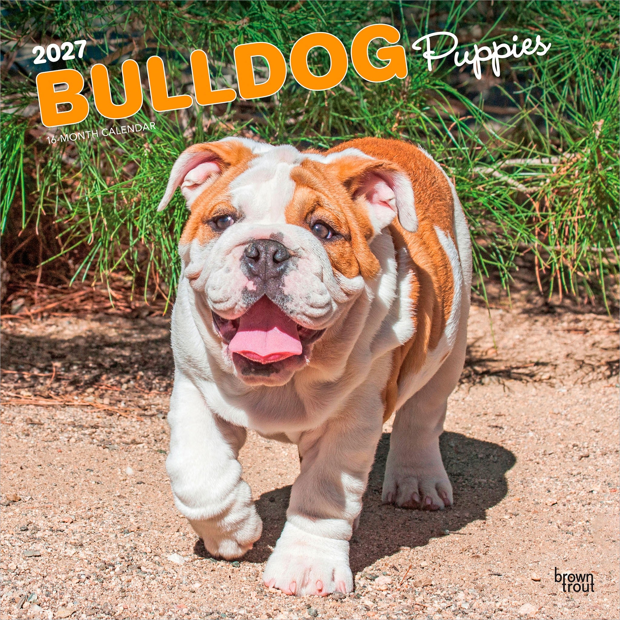 Bulldog Puppies 2027 Wall Calendar - Online Only