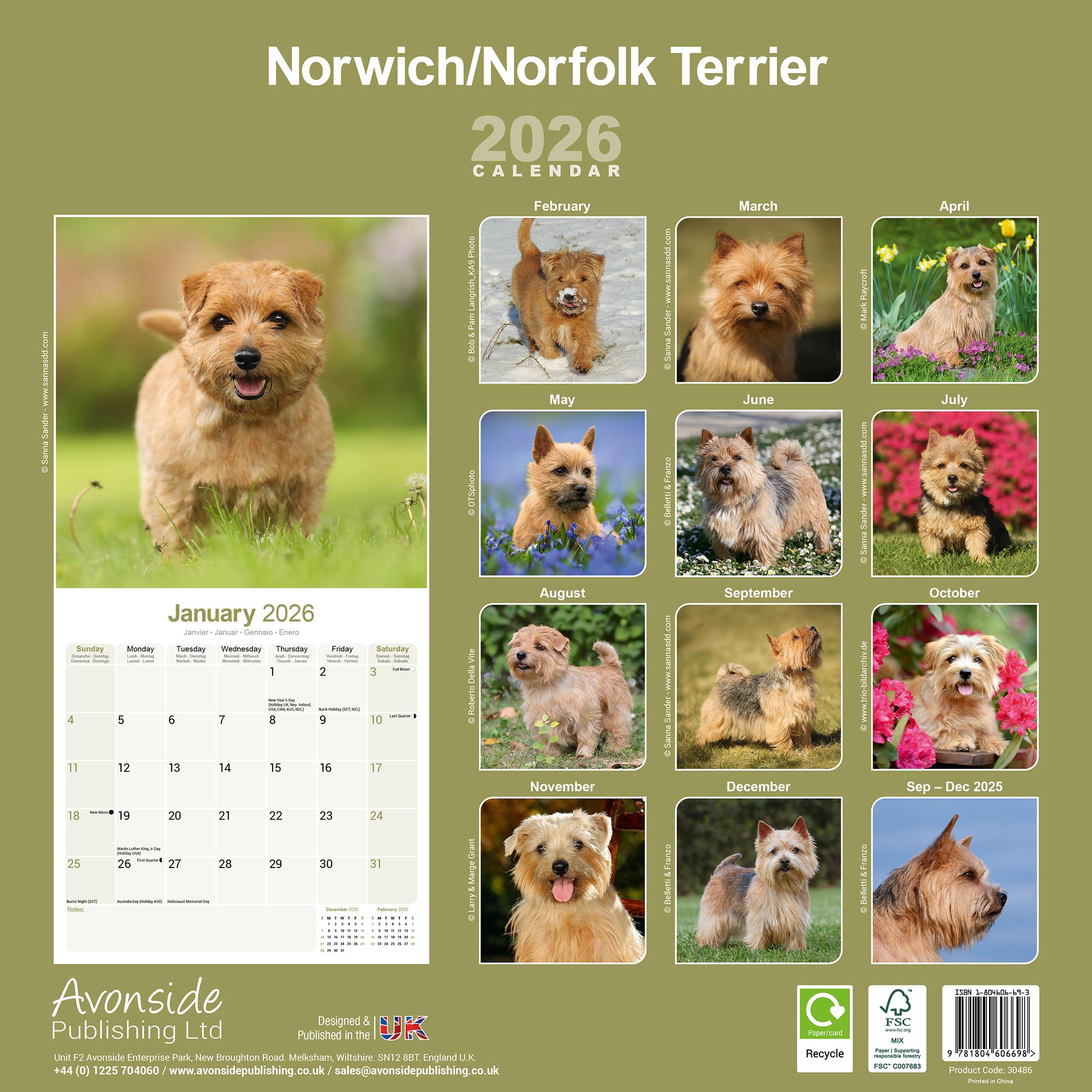 Norwich Norfolk Terrier 2026 Wall Calendar