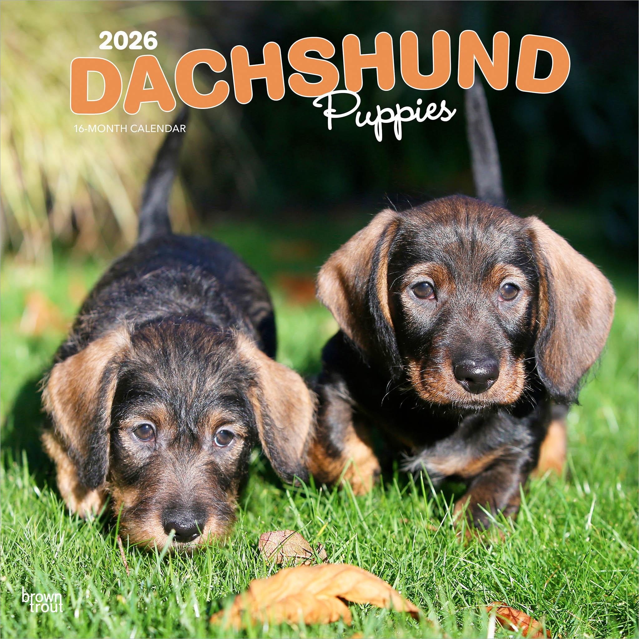Dachshund Puppies 2026 Wall Calendar