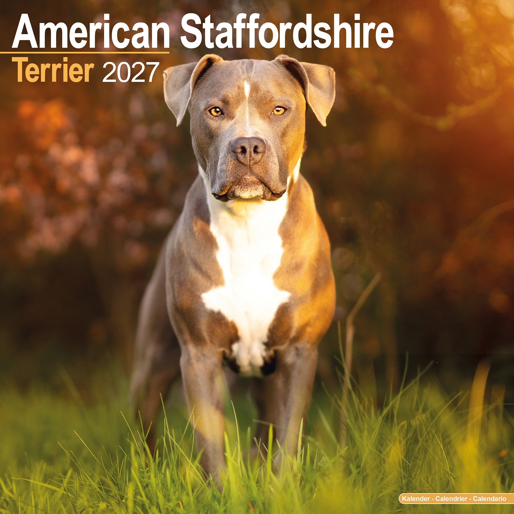 American Staffordshire Terrier 2027 Wall Calendar - Online Only