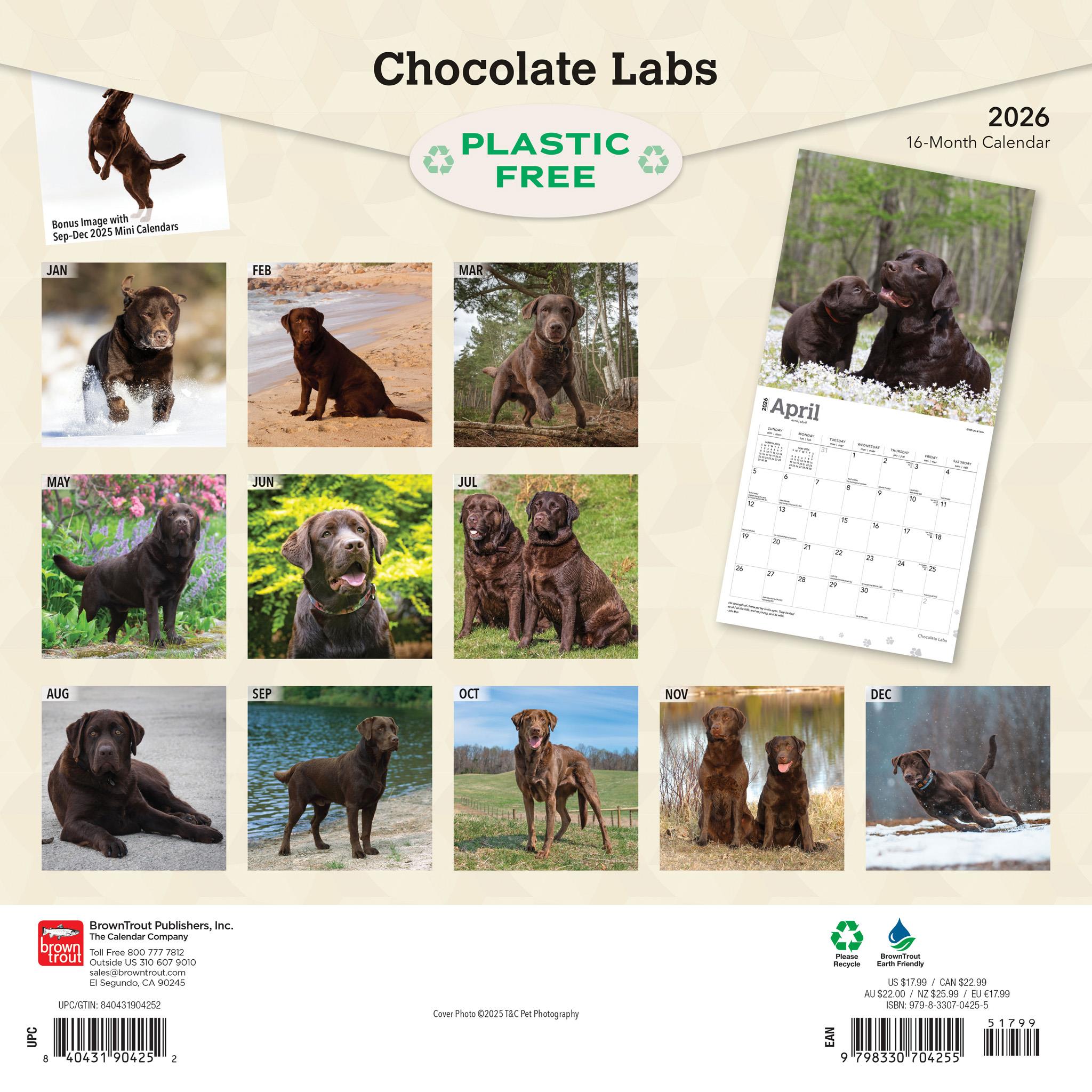 Chocolate Labs 2026 Wall Calendar