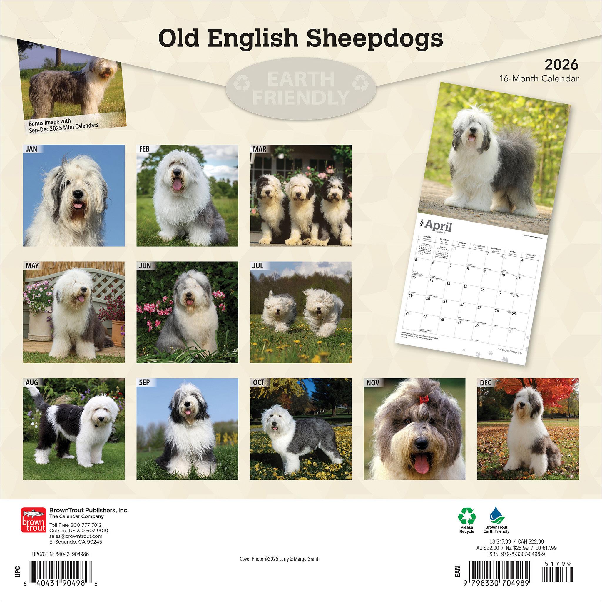 Old English Sheepdogs 2026 Wall Calendar