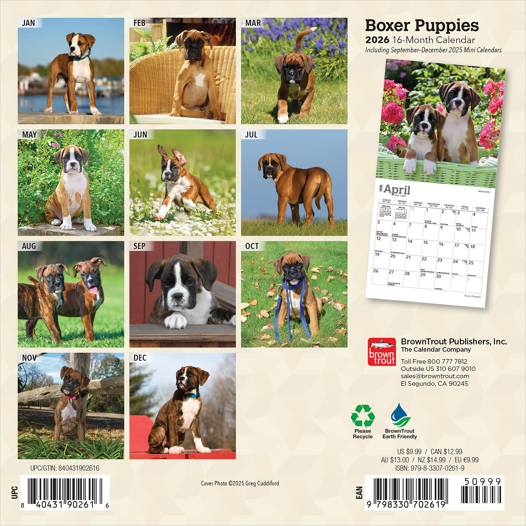 Boxer Puppies 2026 Mini Calendar
