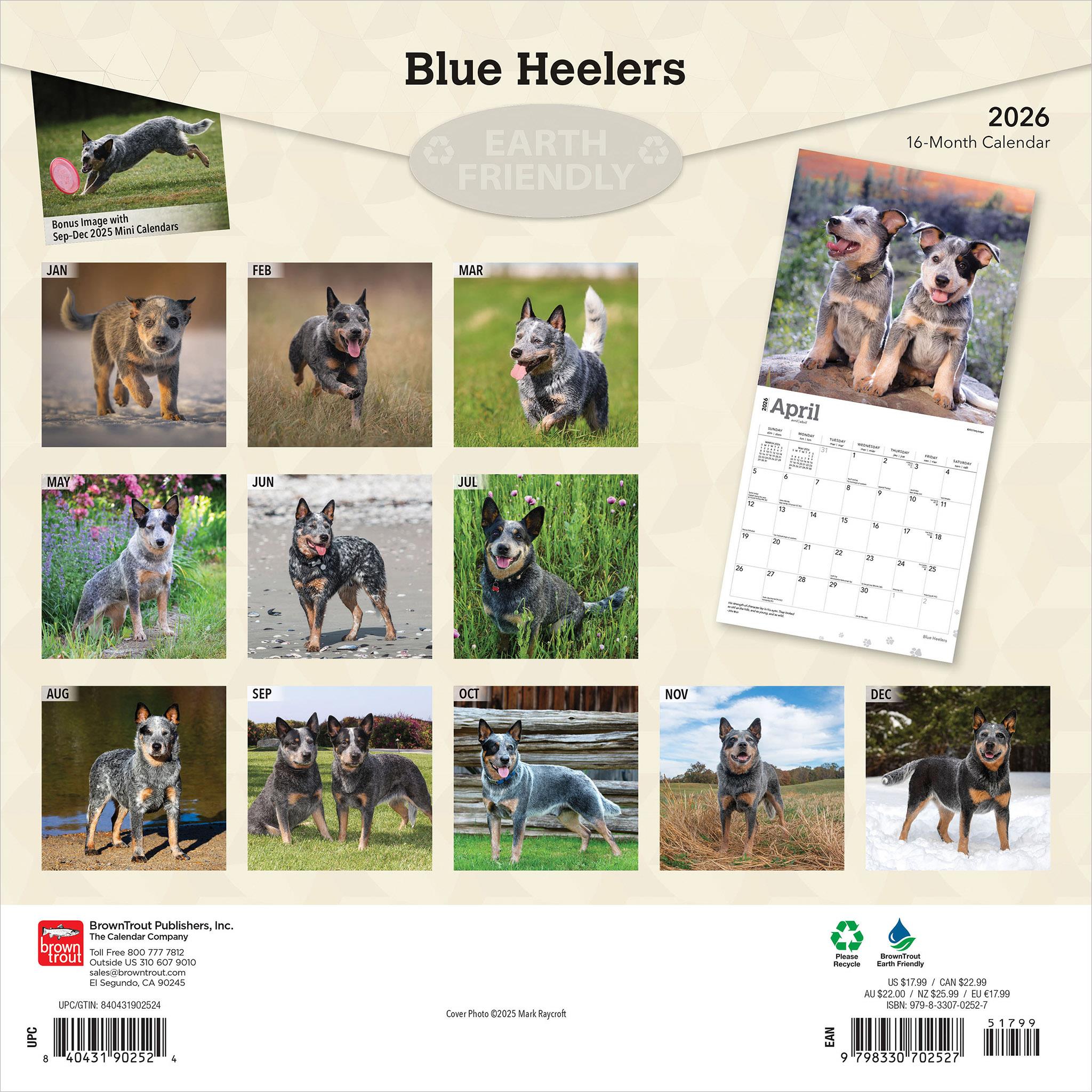 Blue Heelers 2026 Wall Calendar