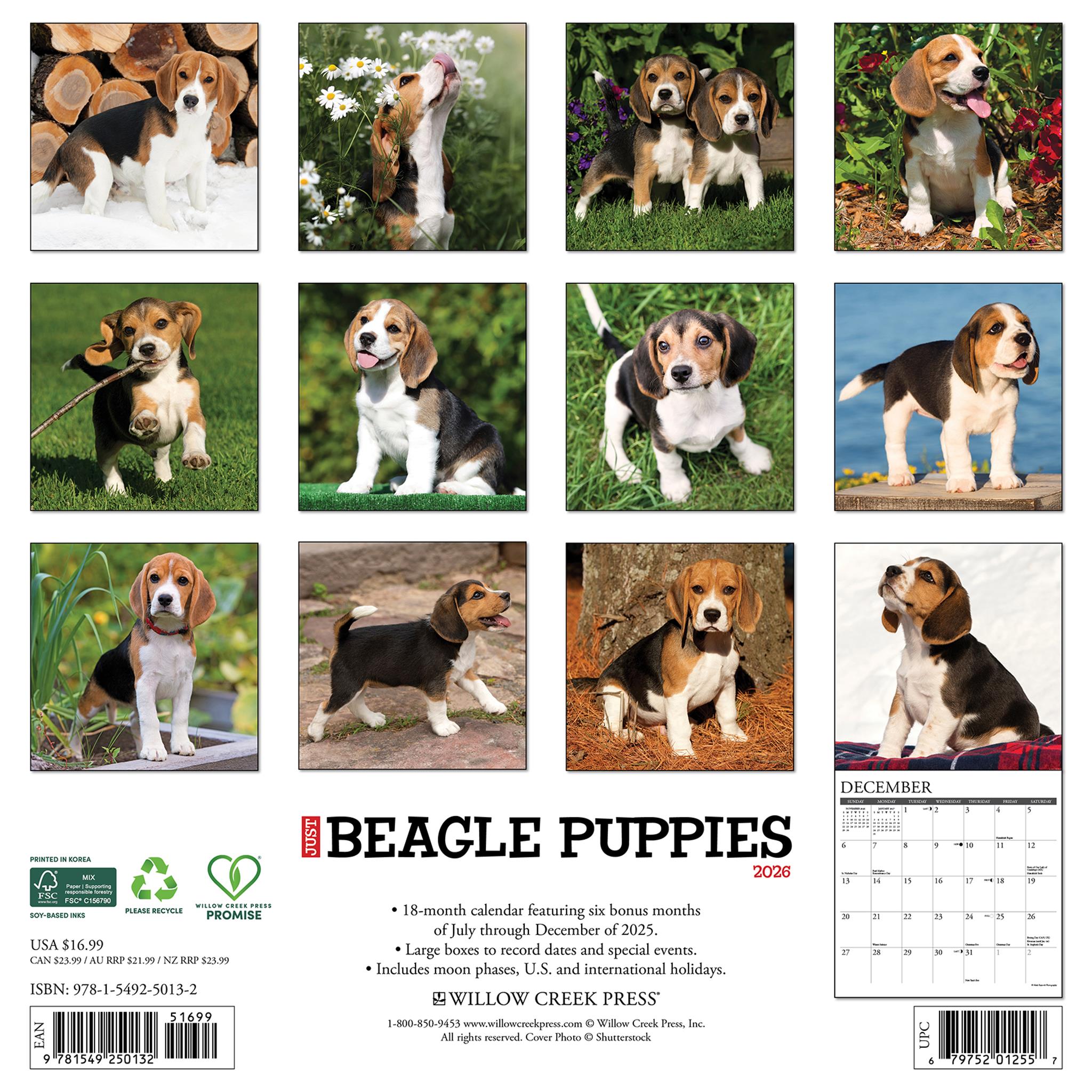 Just Beagle Puppies 2026 Wall Calendar
