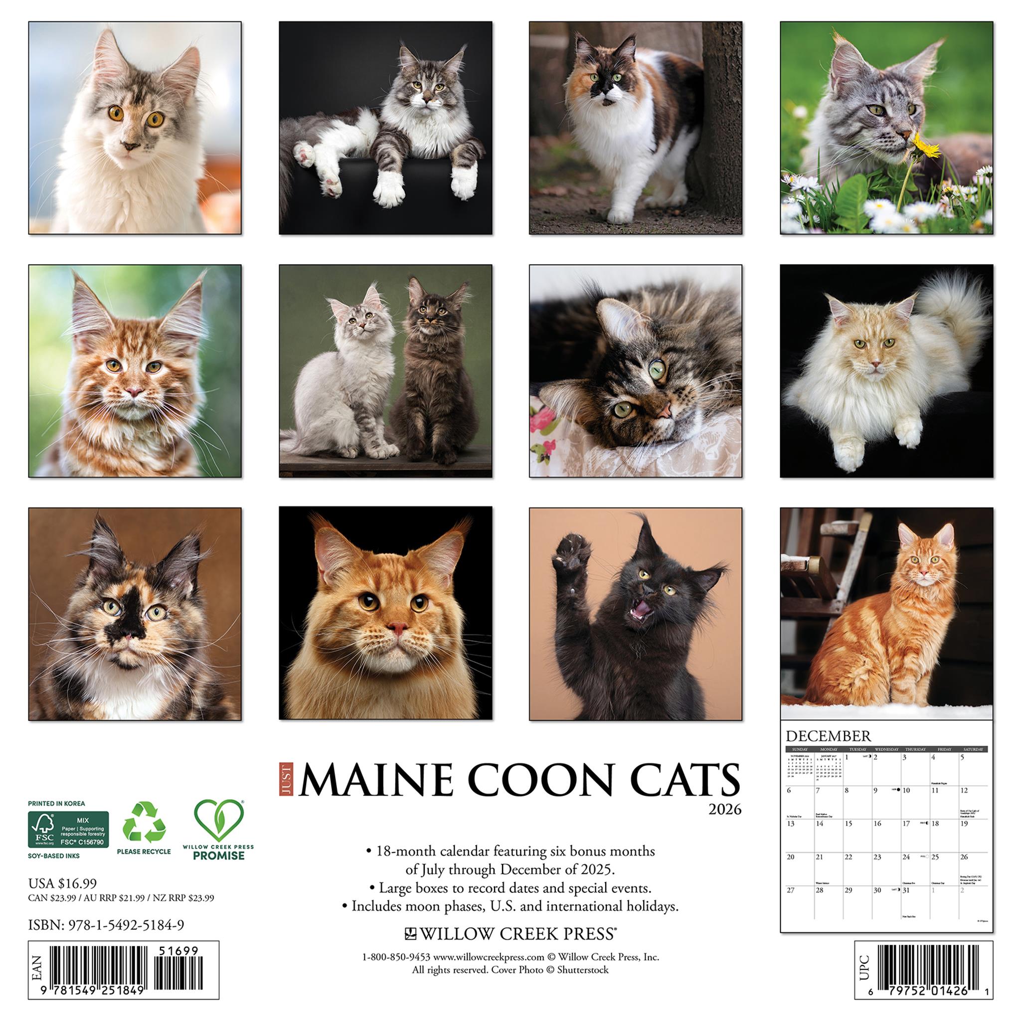 Maine Coon Cats 2026 Just Wall Calendar