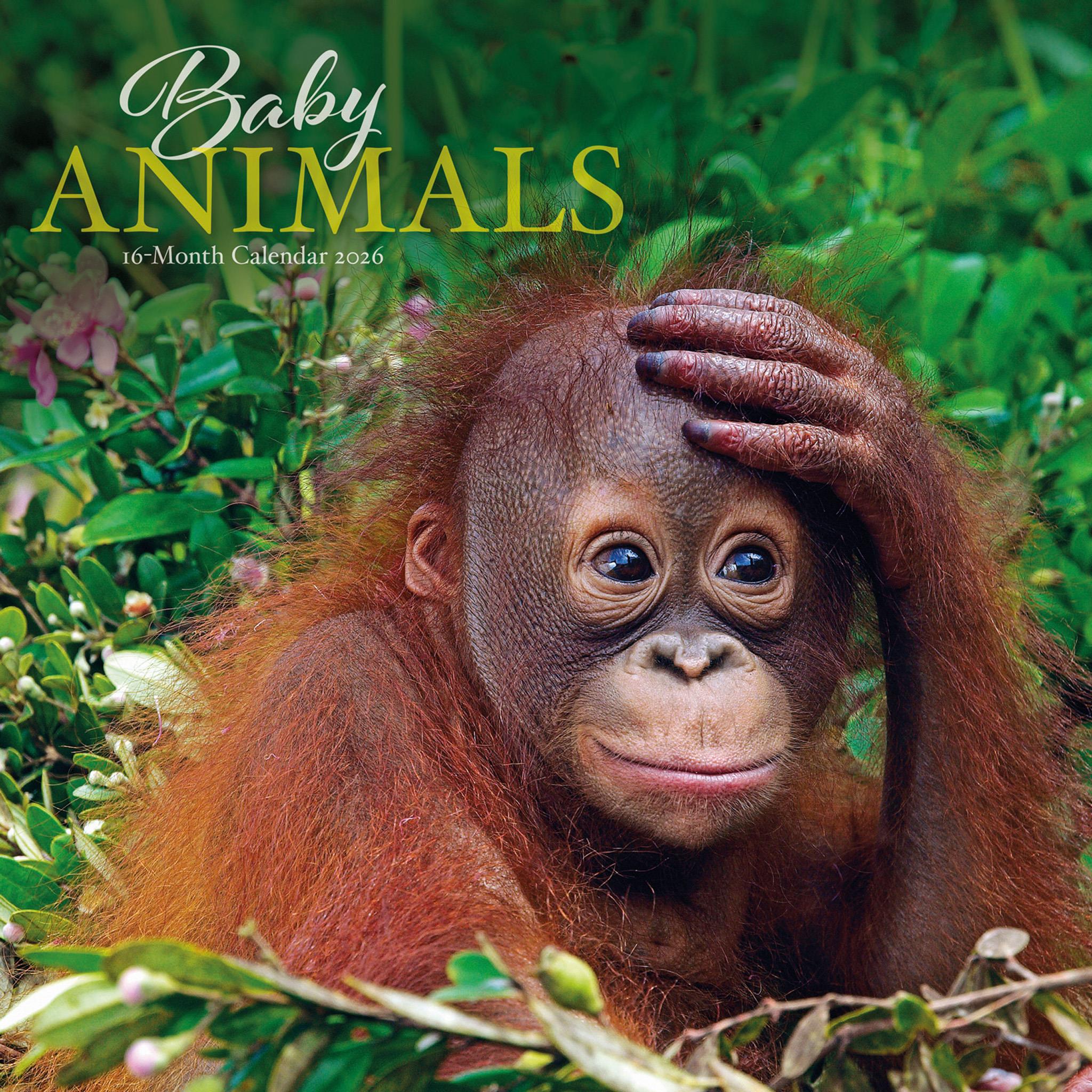Baby Animals 2026 Wall Calendar