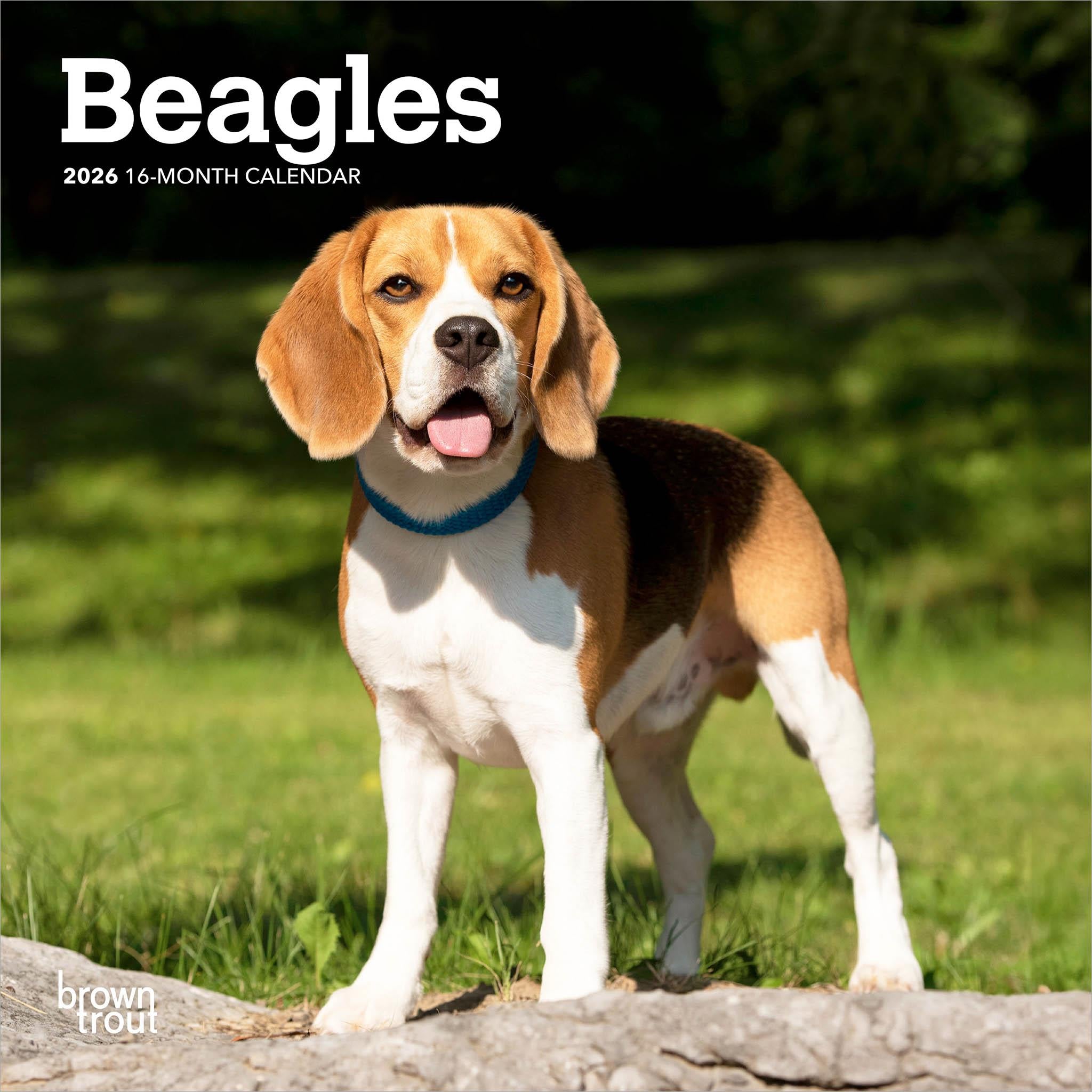 A beagle dog standing on a rock with a green background, promoting a calendar for a dog breed with the text 'Beagles' on the top.
