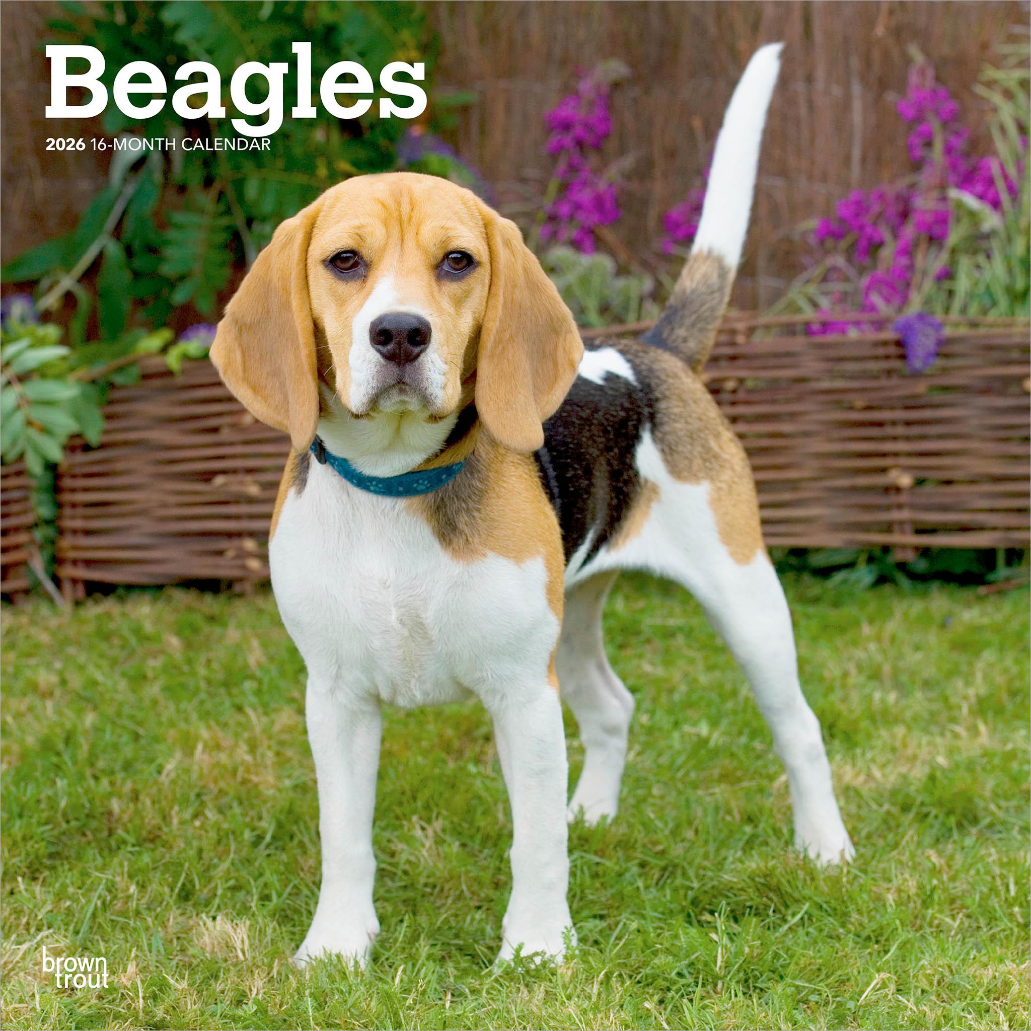A Beagle dog standing on grass with a garden and wooden fence in the background, featuring in a 2026 wall calendar.