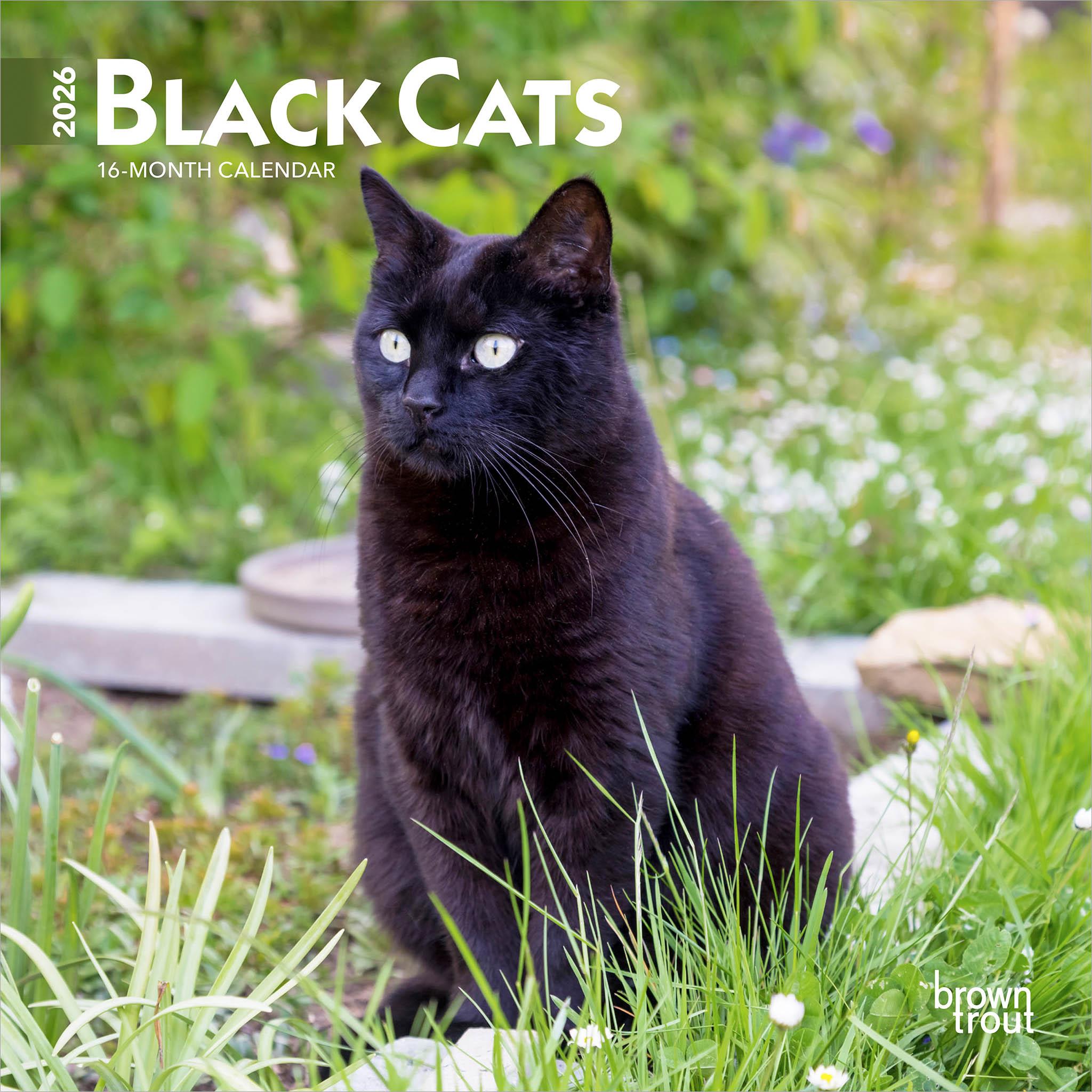 A black cat sitting in grass with flowers in the background, looking directly at the camera, with a 'Black Cats 2026' title at the top.