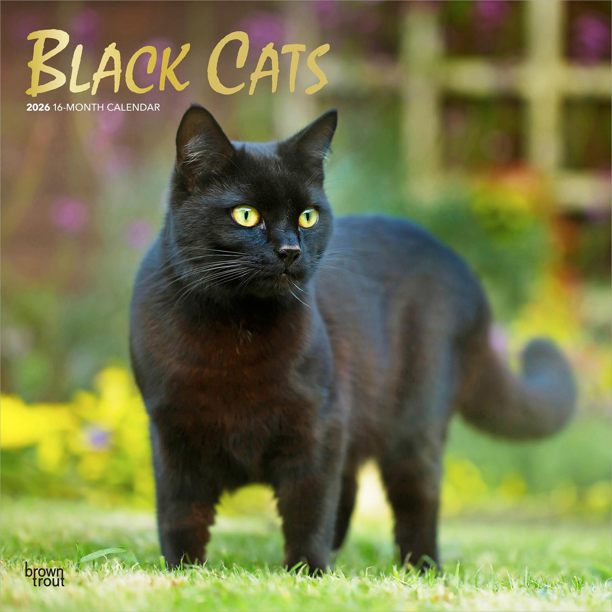 A black cat with green eyes standing on grass with a garden in the background, titled 'Black Cats 2026'.