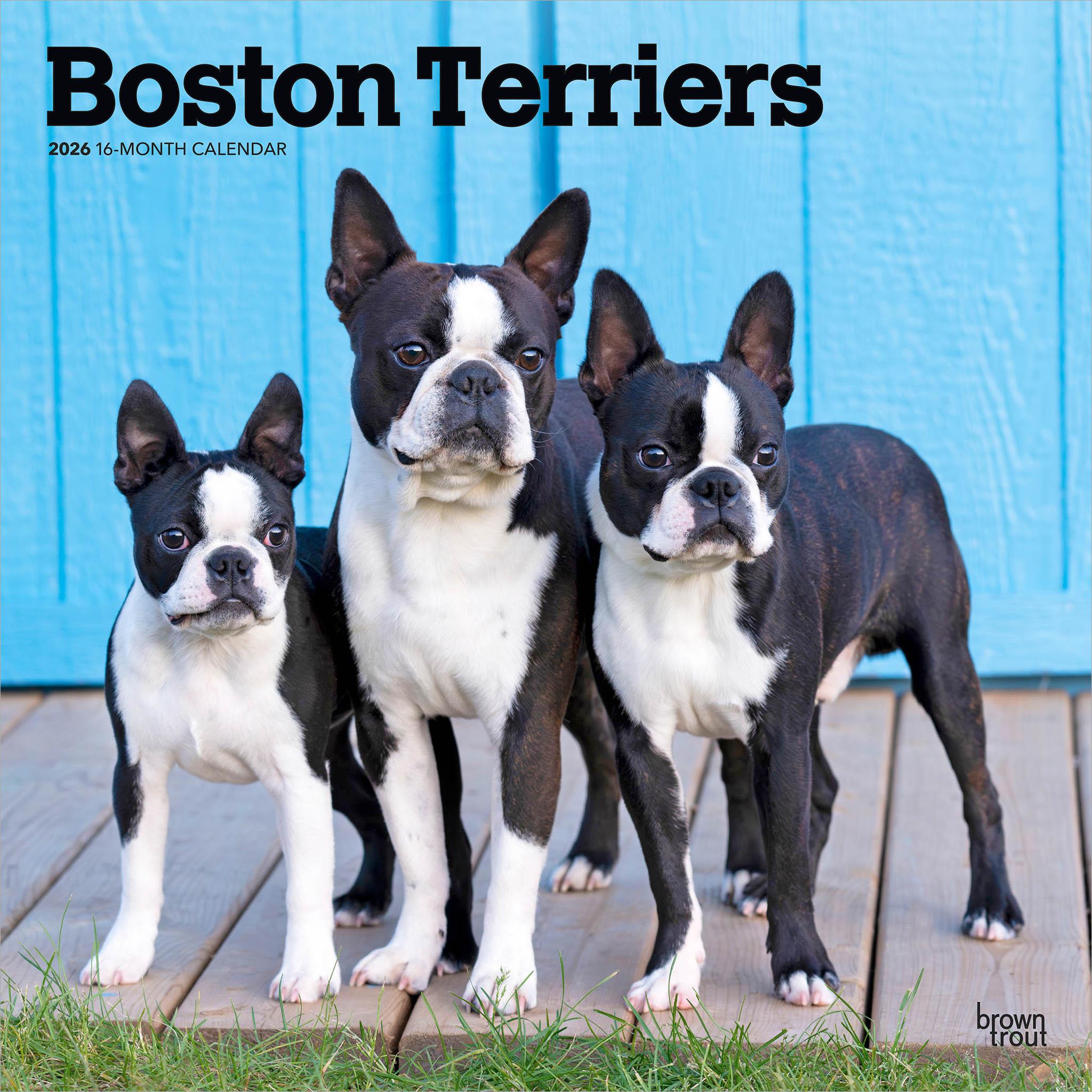 Boston Terriers 2026 Wall Calendar