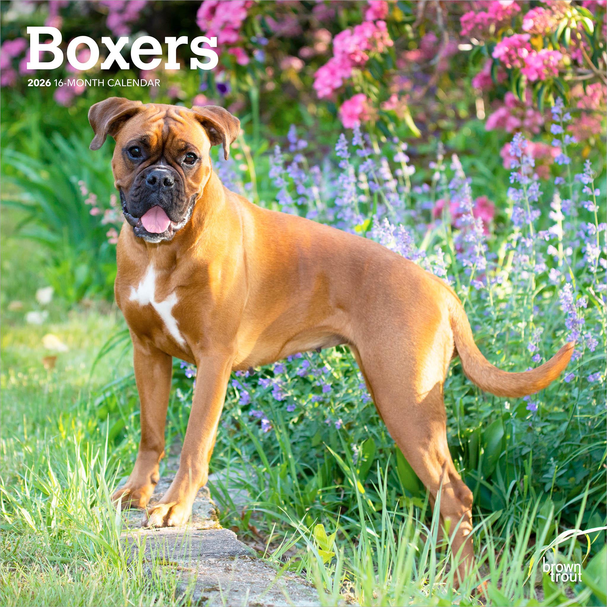 A photograph of a Boxer dog standing on a rock with flowers in the background, representing the cover of a 2026 wall calendar titled 'Boxers'.