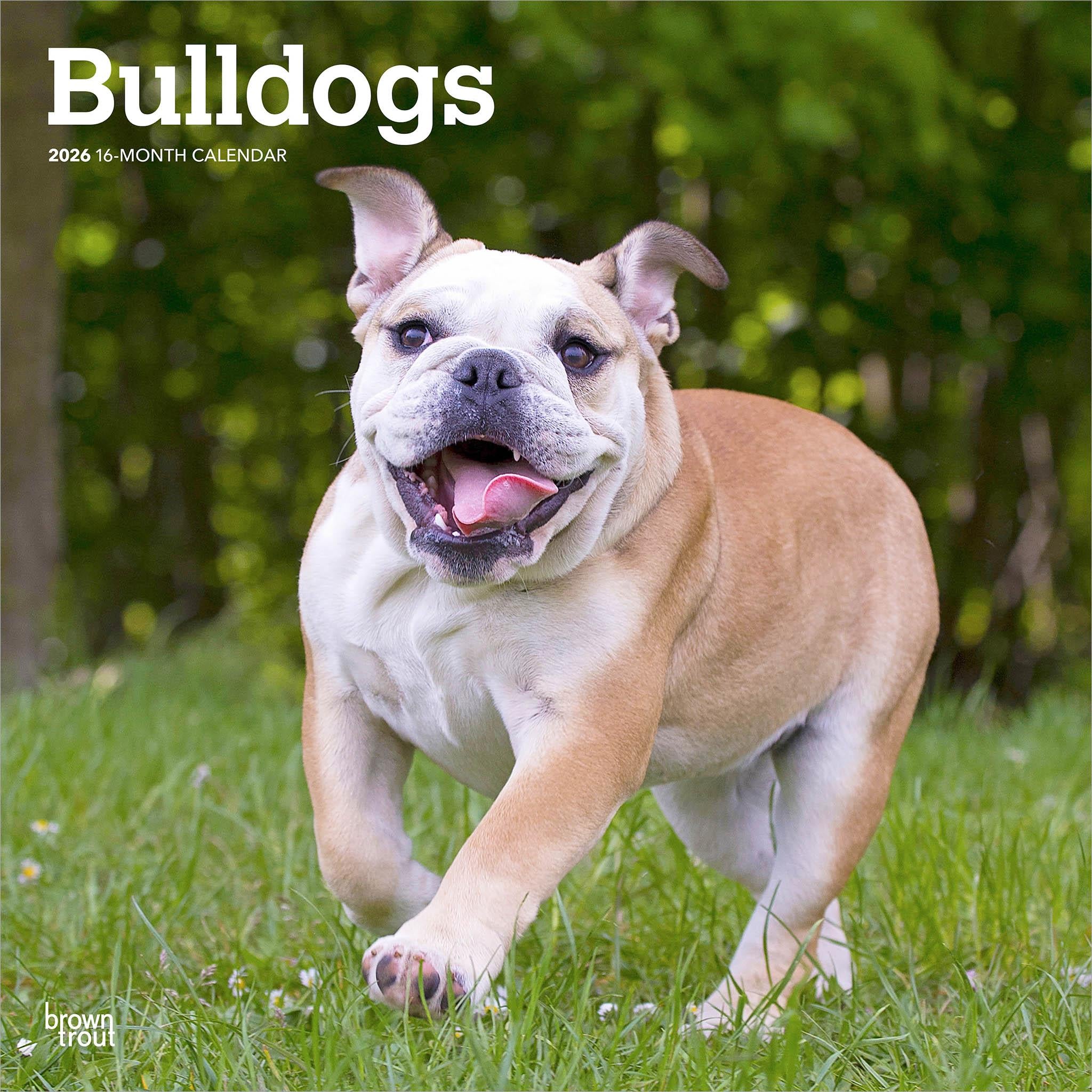 A Bulldog running on grass with a happy facial expression, featured on a calendar cover.