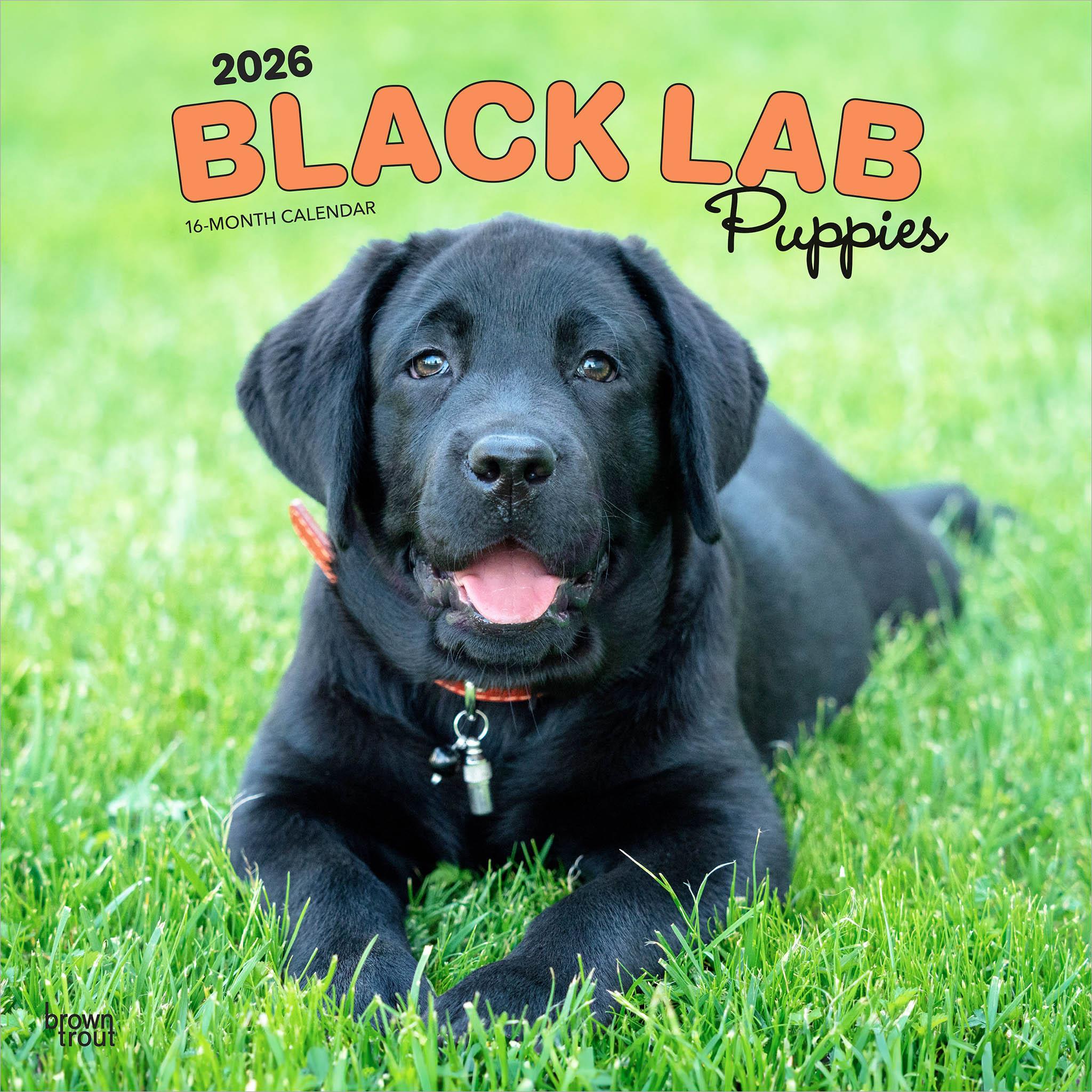 Black Lab Puppies 2026 Wall Calendar