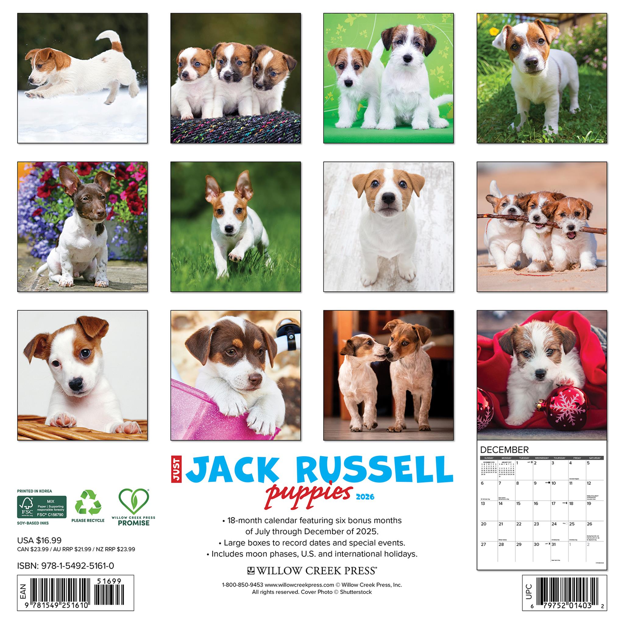 Jack Russell Puppies 2026 Just Wall Calendar - Online Only