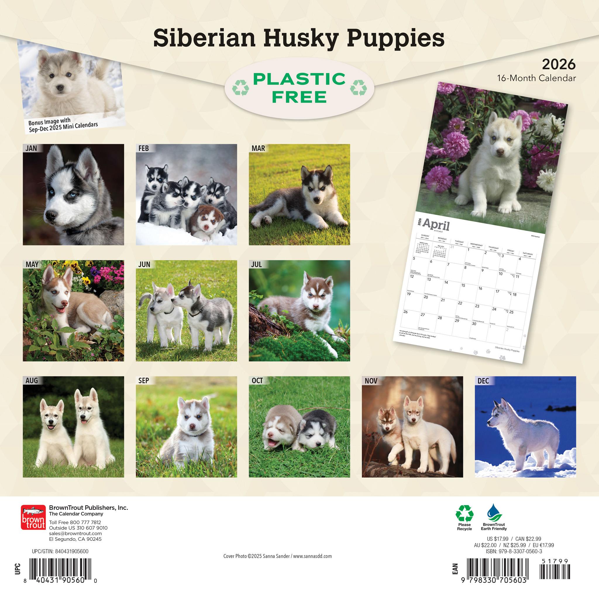 Siberian Husky Puppies 2026 Wall Calendar