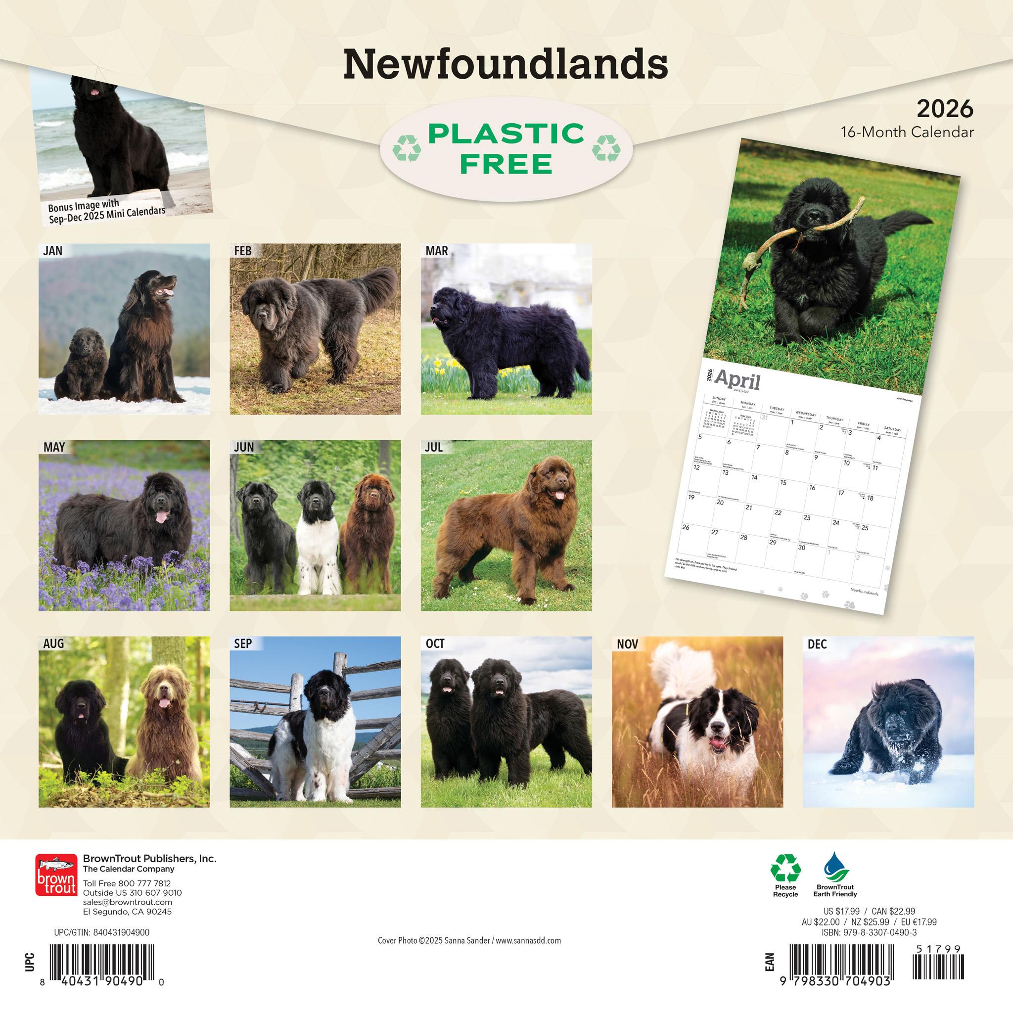 Newfoundlands 2026 Wall Calendar