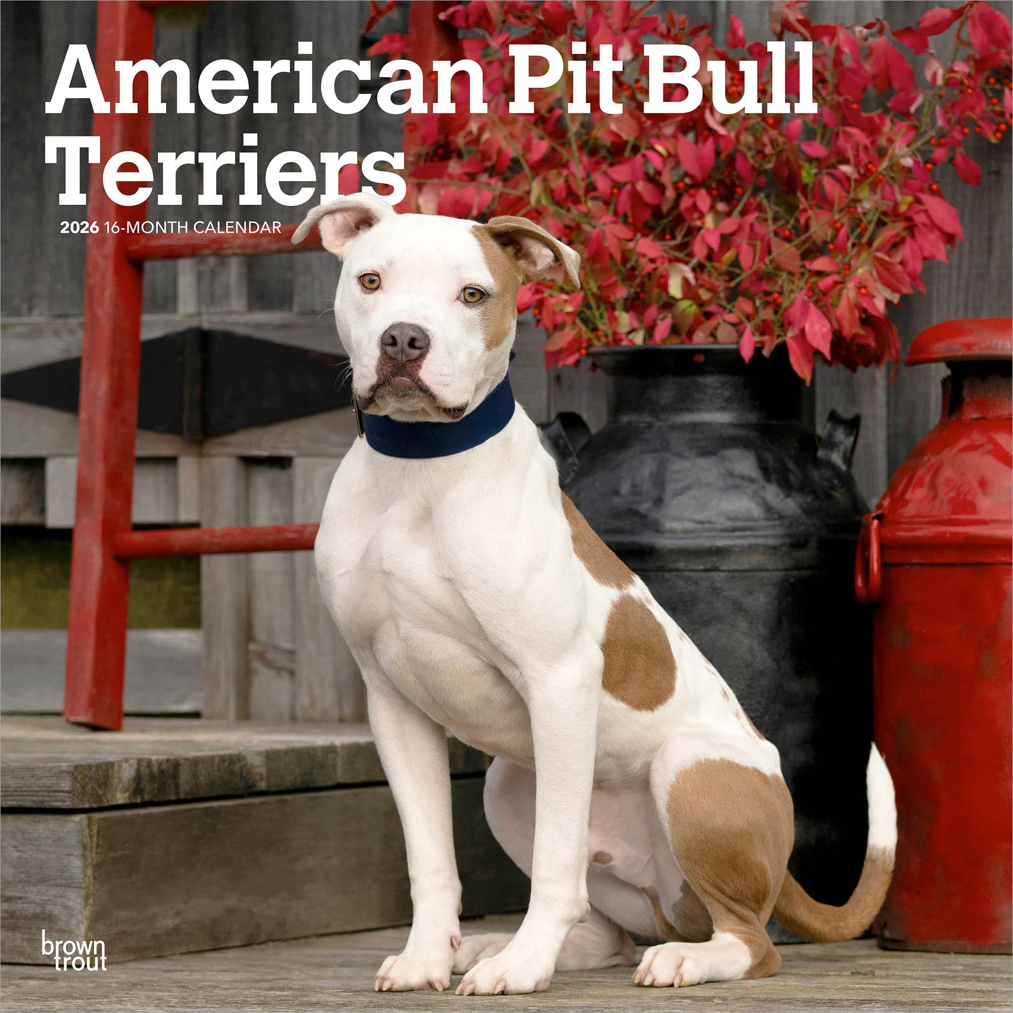 American Pit Bull Terriers 2026 Wall Calendar