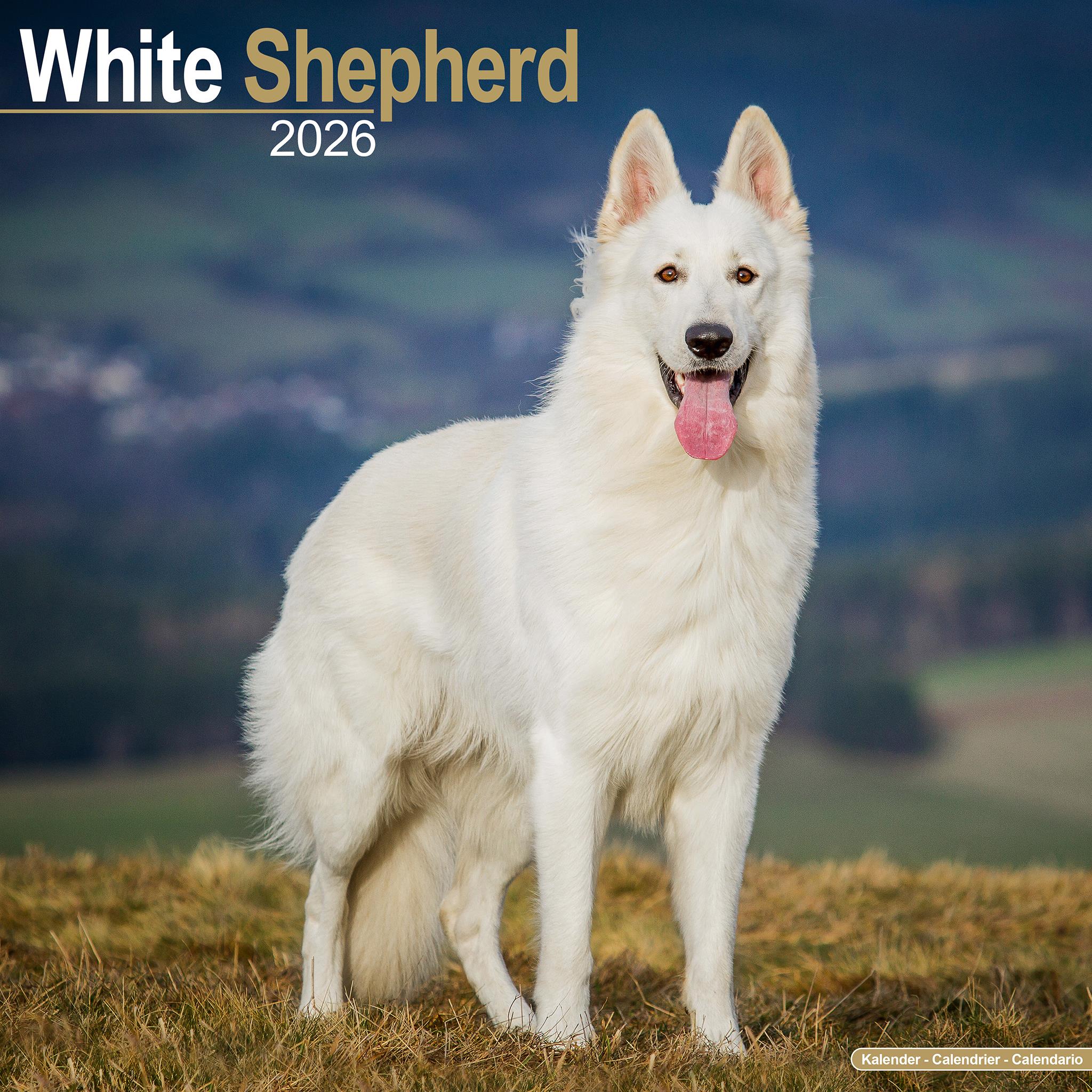 White Shepherd 2026 Wall Calendar