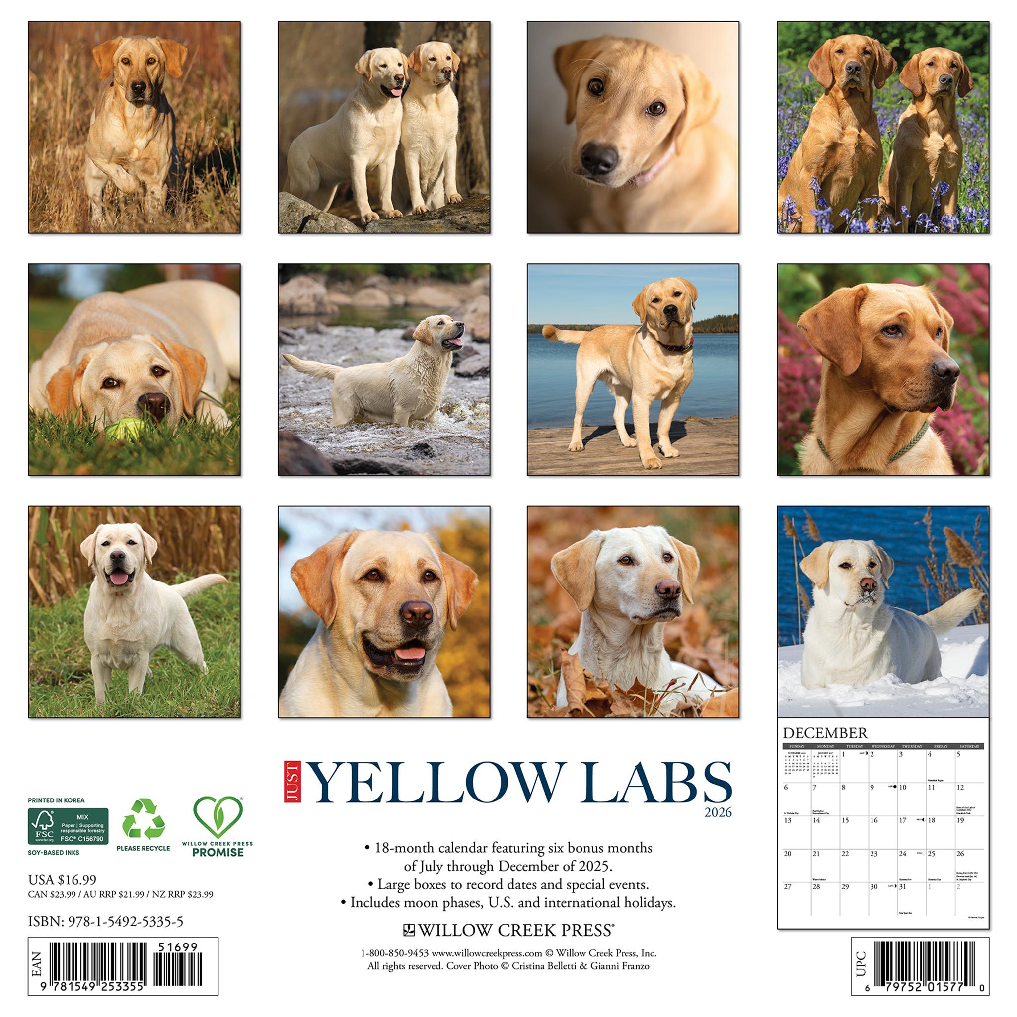 Yellow Labs 2026 Just Wall Calendar