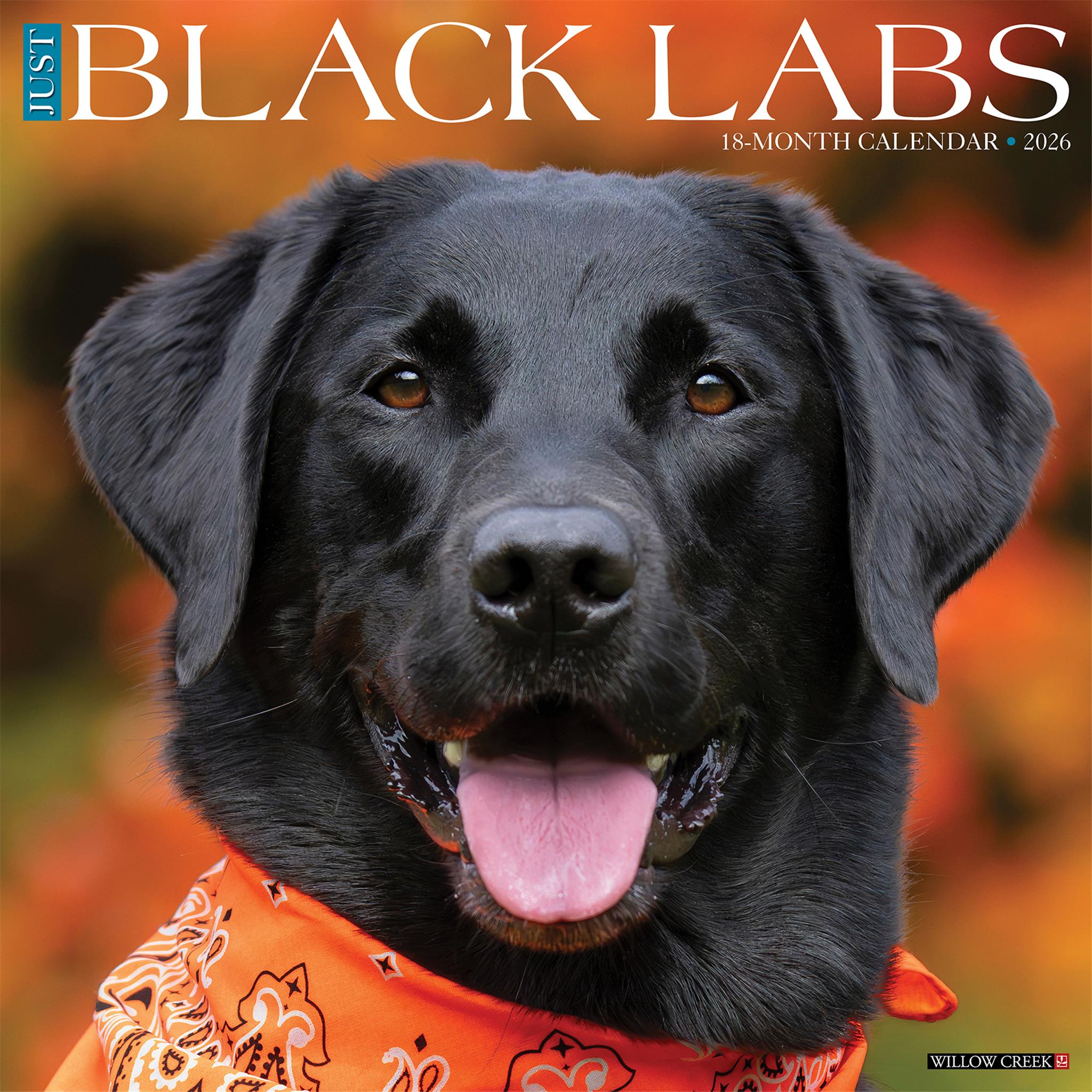Just Black Labs 2026 Wall Calendar - Online Only